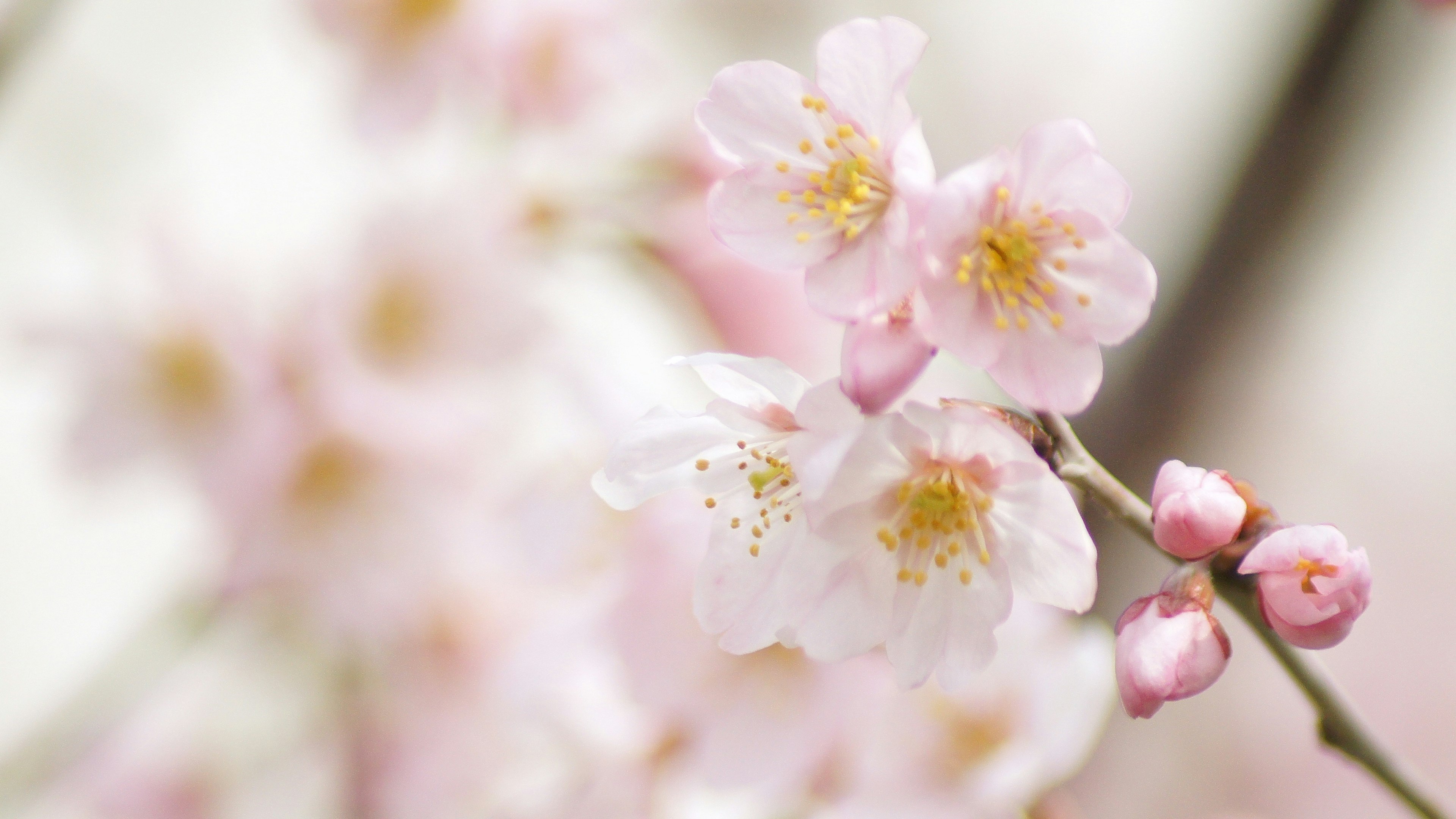 Kedekatan bunga sakura dengan kelopak pink lembut dan benang sari kuning