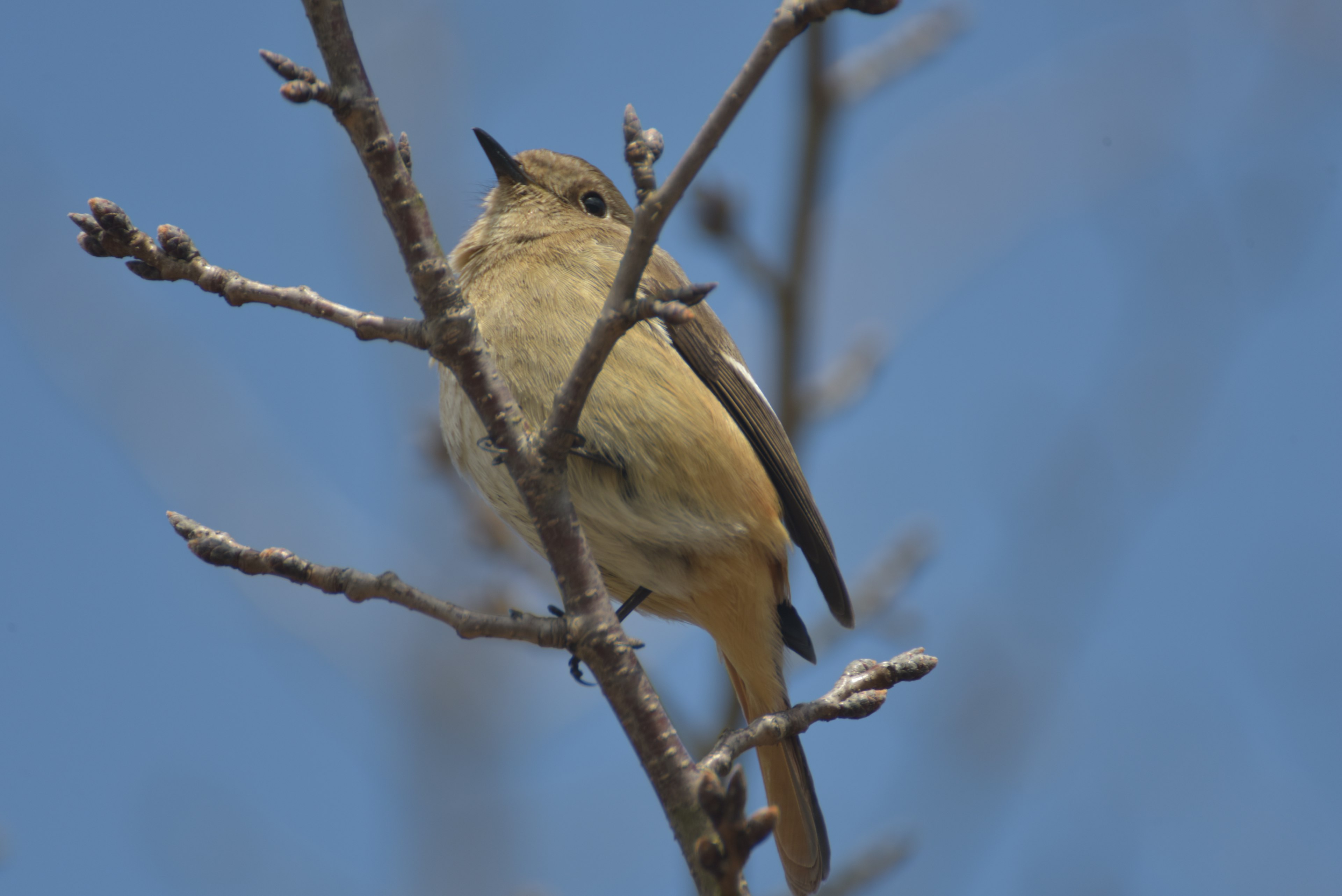 Un petit oiseau perché sur une branche contre un ciel bleu