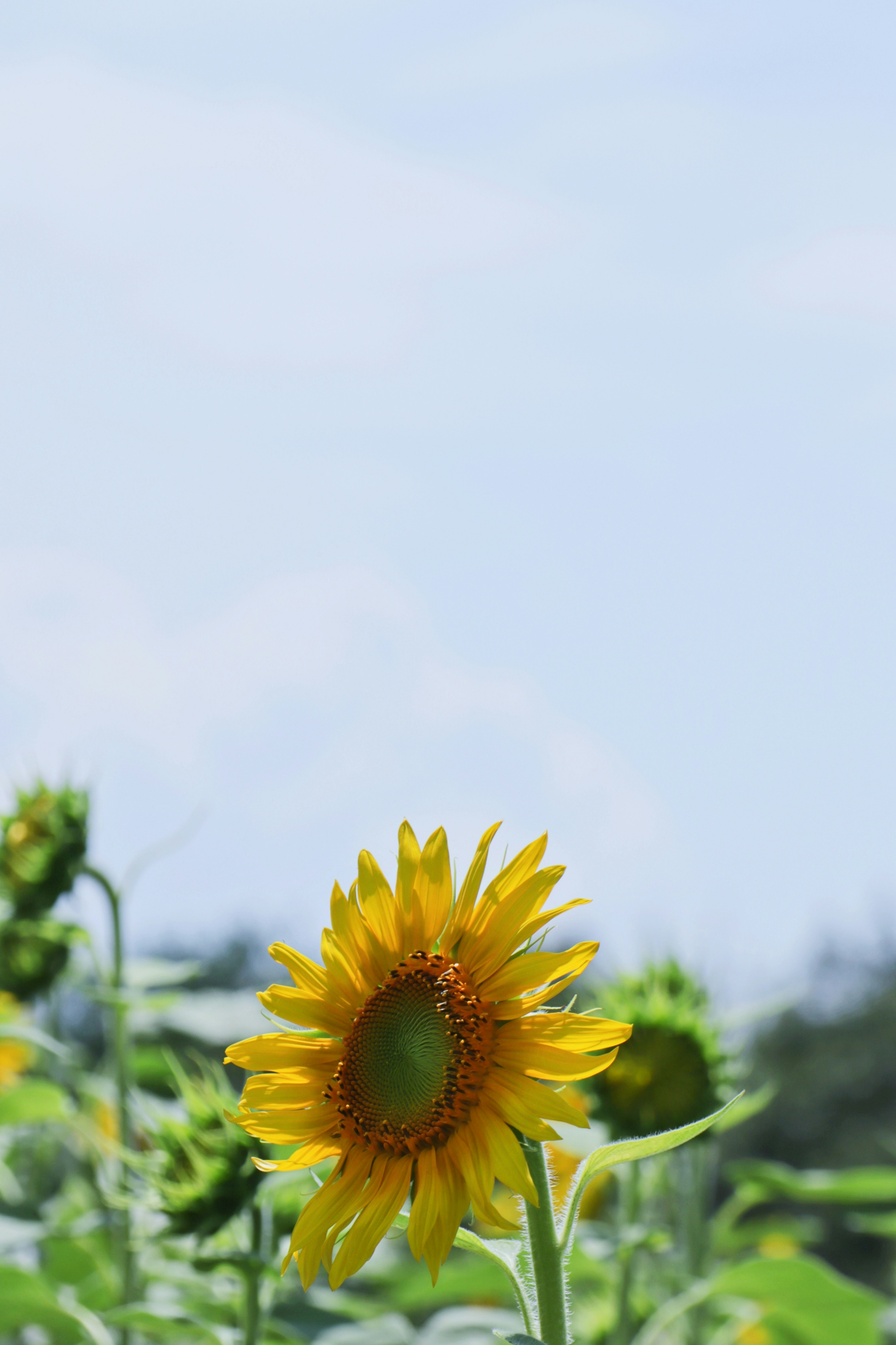 Nahaufnahme einer Sonnenblume, die unter einem blauen Himmel blüht