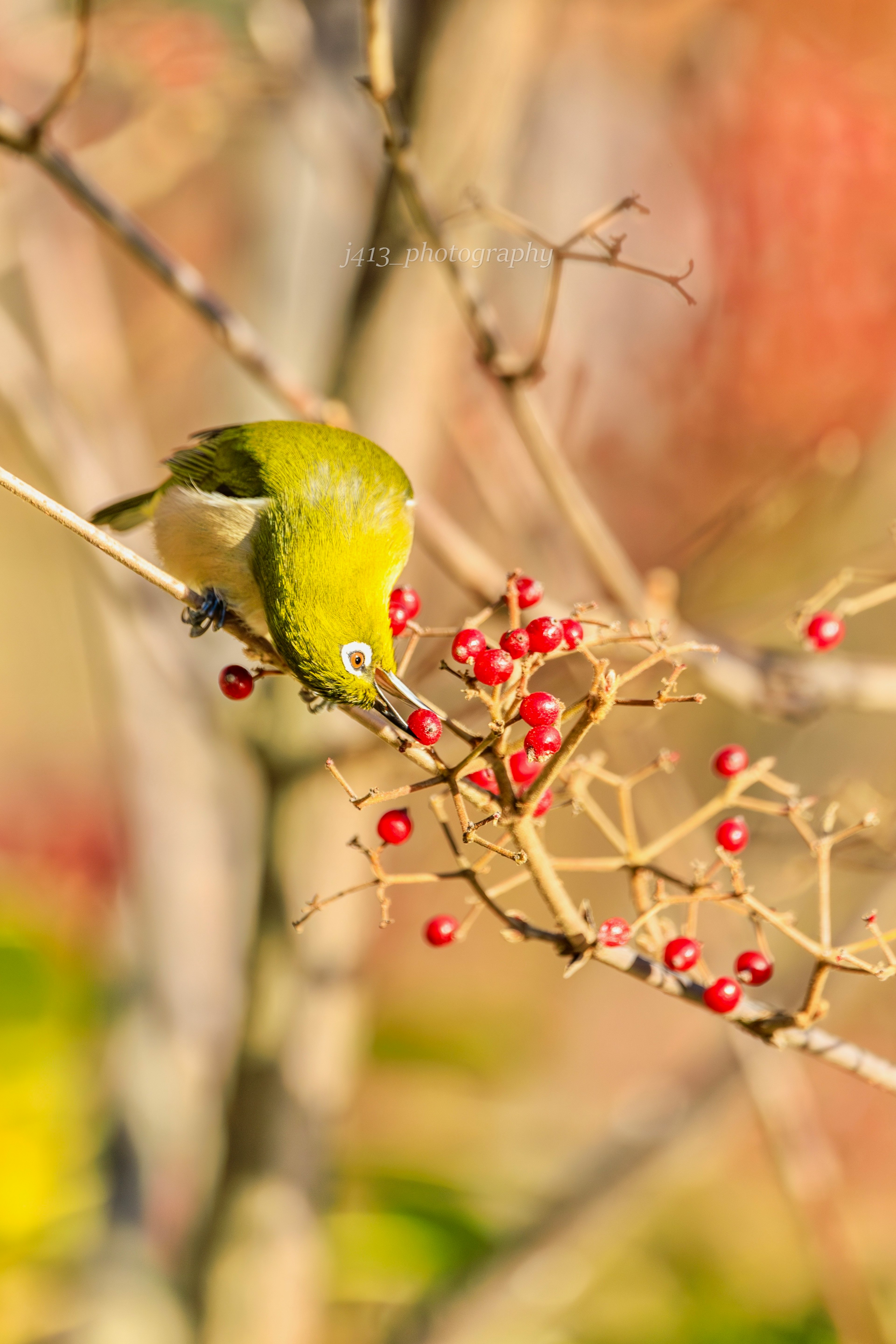 Kleiner grüner Vogel pickt rote Beeren an einem Zweig