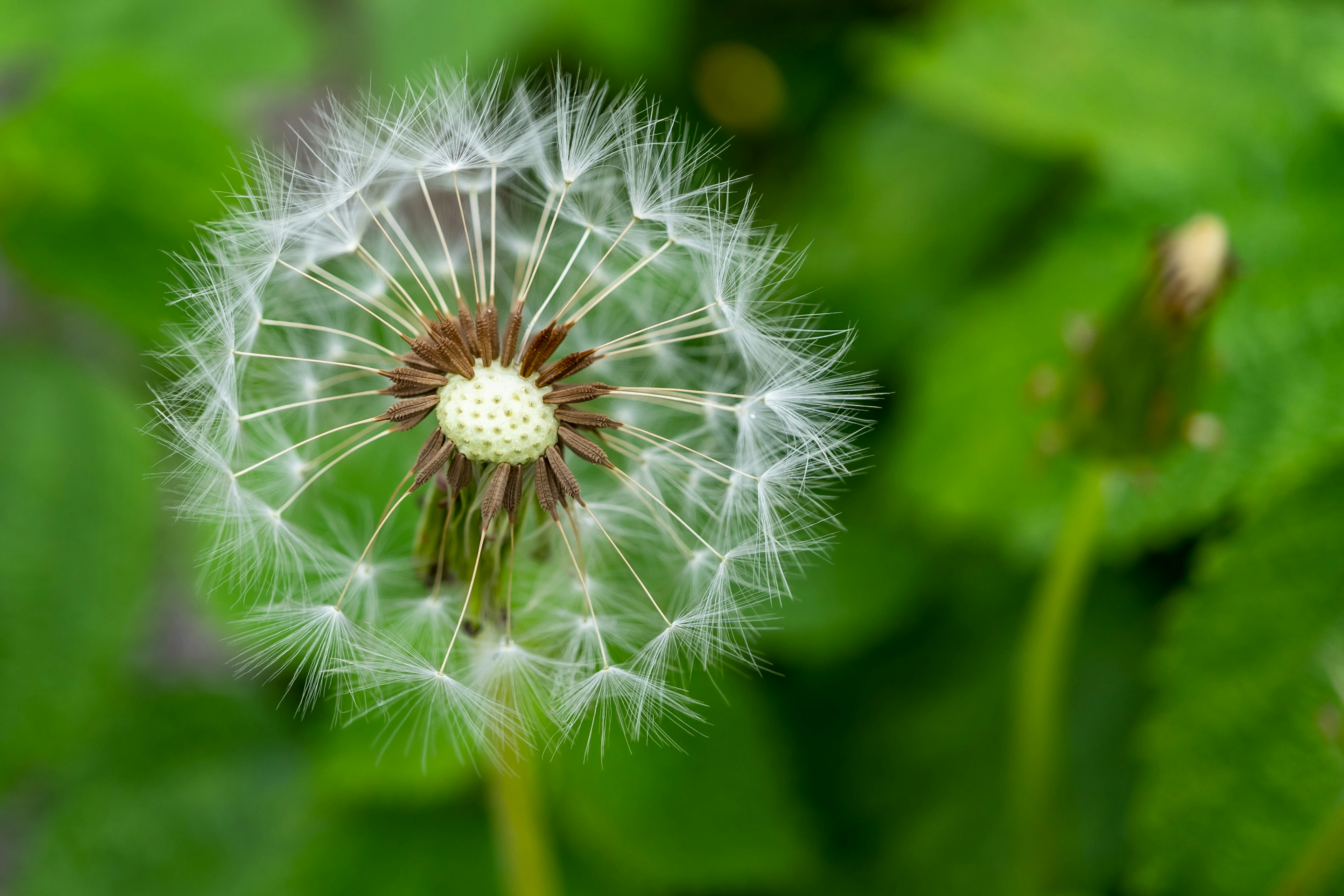 Eine weiße Löwenzahn- Pusteblume vor grünem Blattwerk