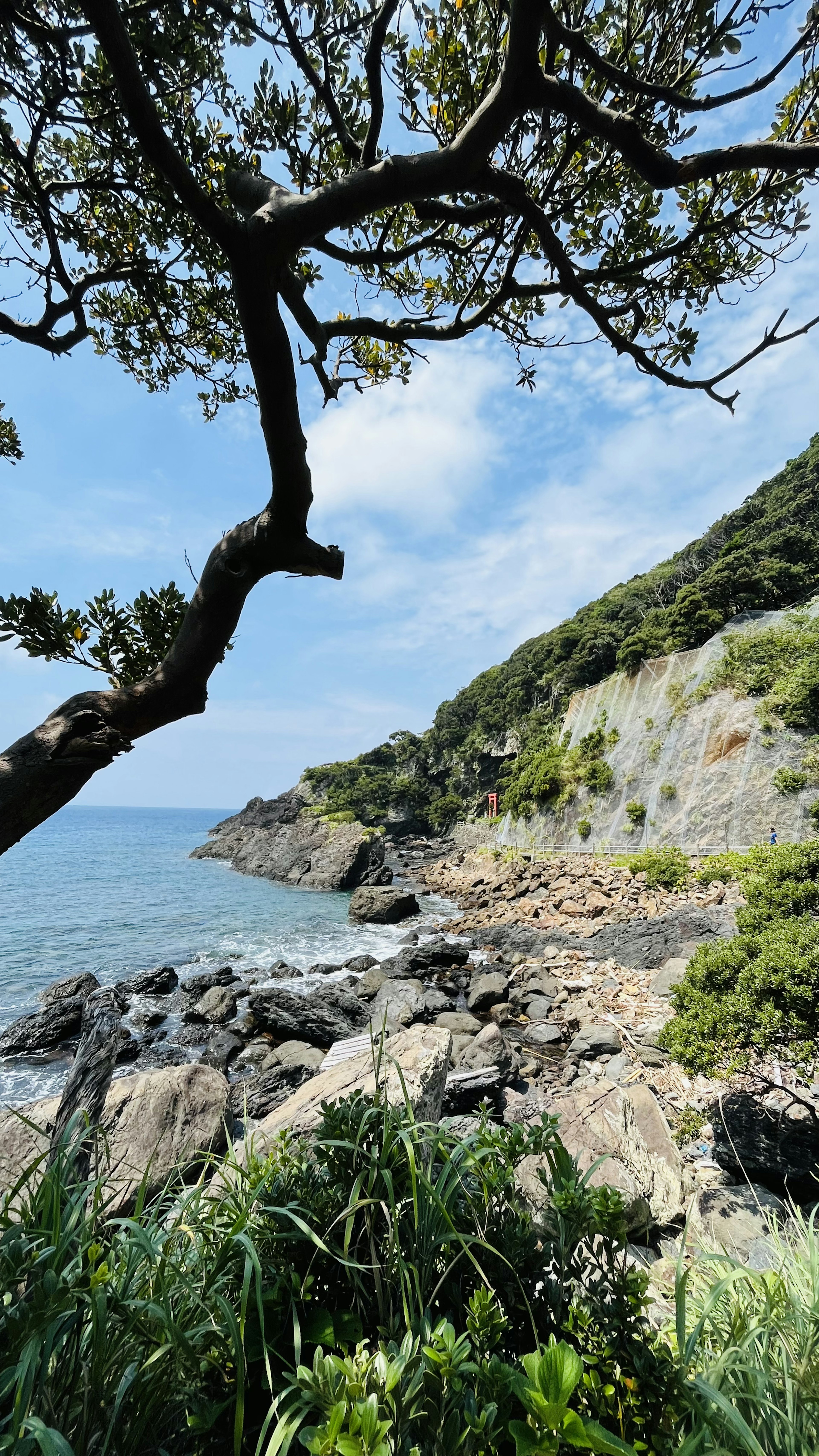 Paisaje costero con costa rocosa y árboles exuberantes