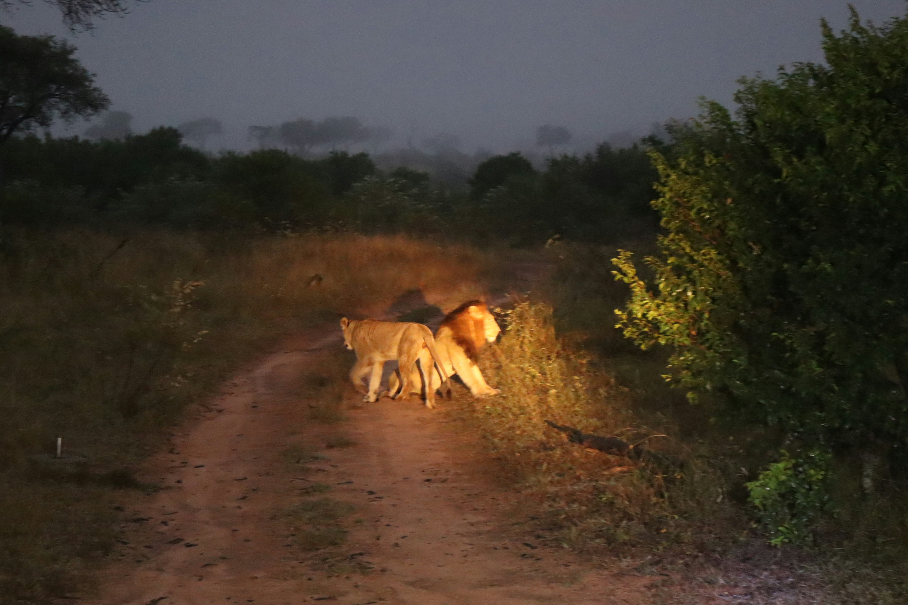 Lions éclairés par la lumière sur un chemin de terre la nuit