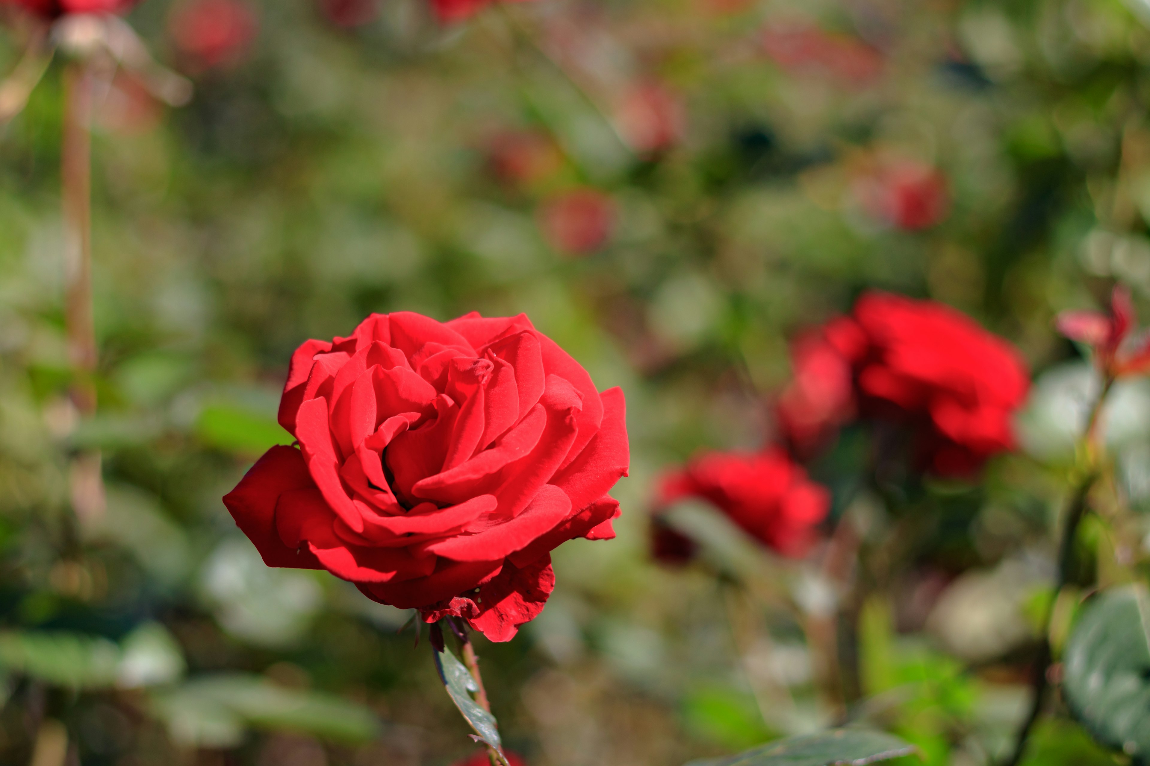 Lebendige rote Rose blüht in einem Garten