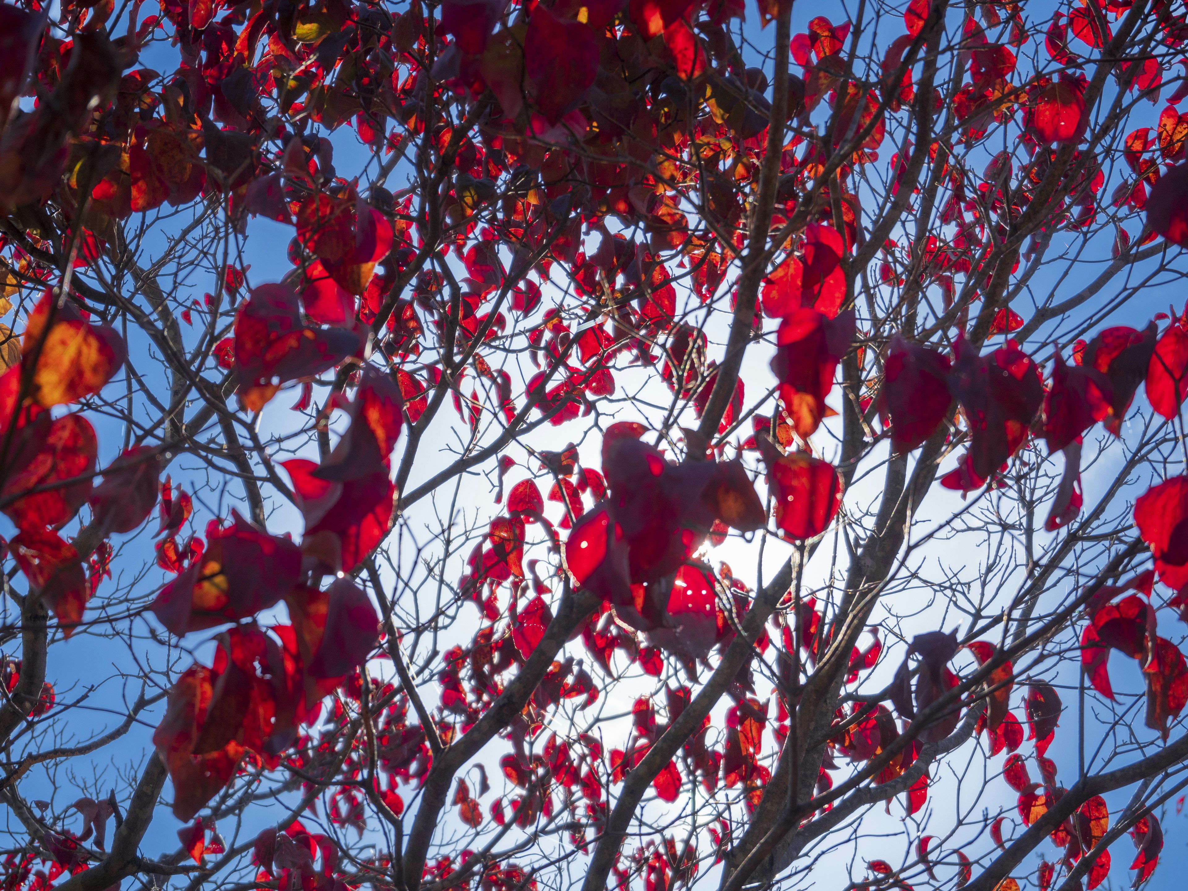 藍天下樹枝上有明亮的紅葉