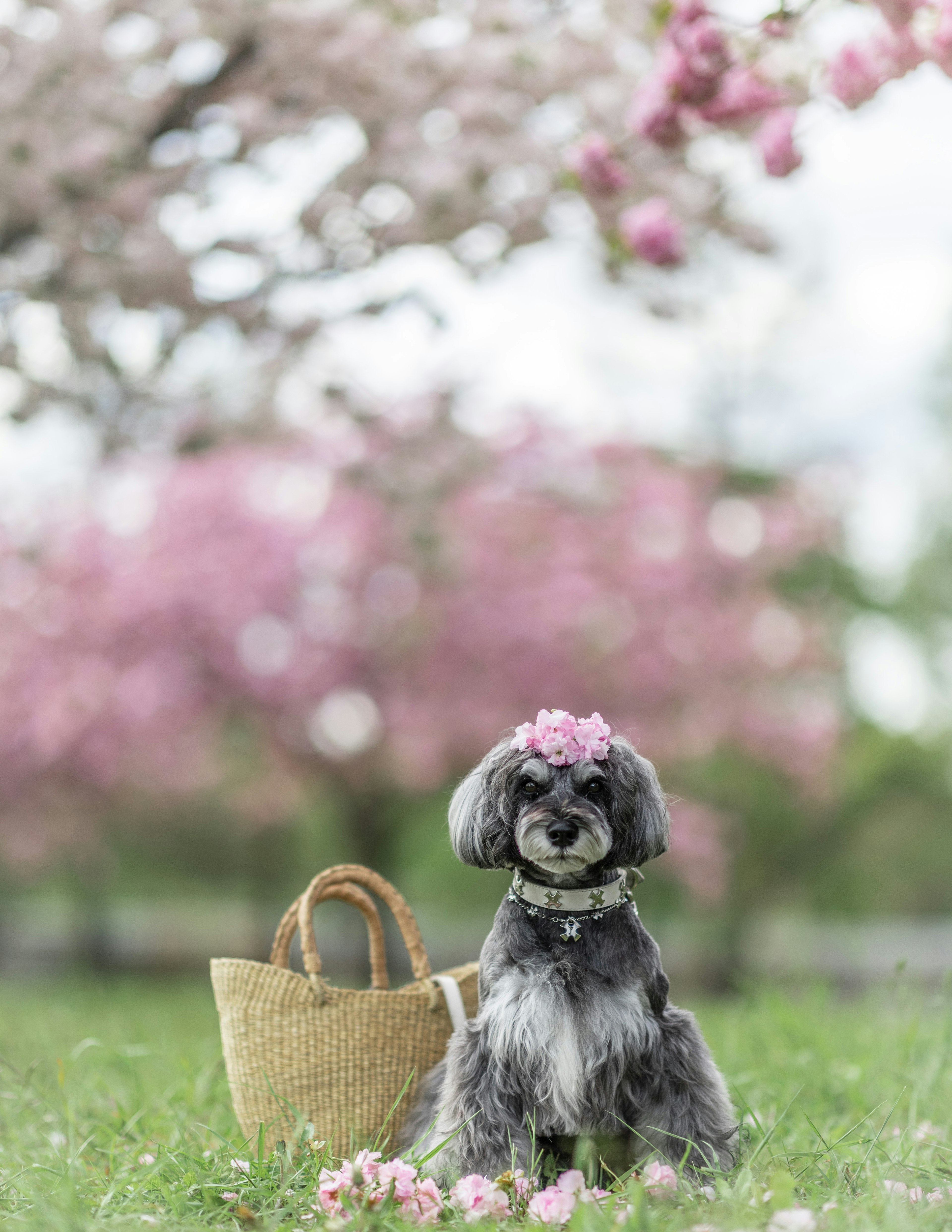 桜の花びらを頭に載せた犬とバスケットの写真