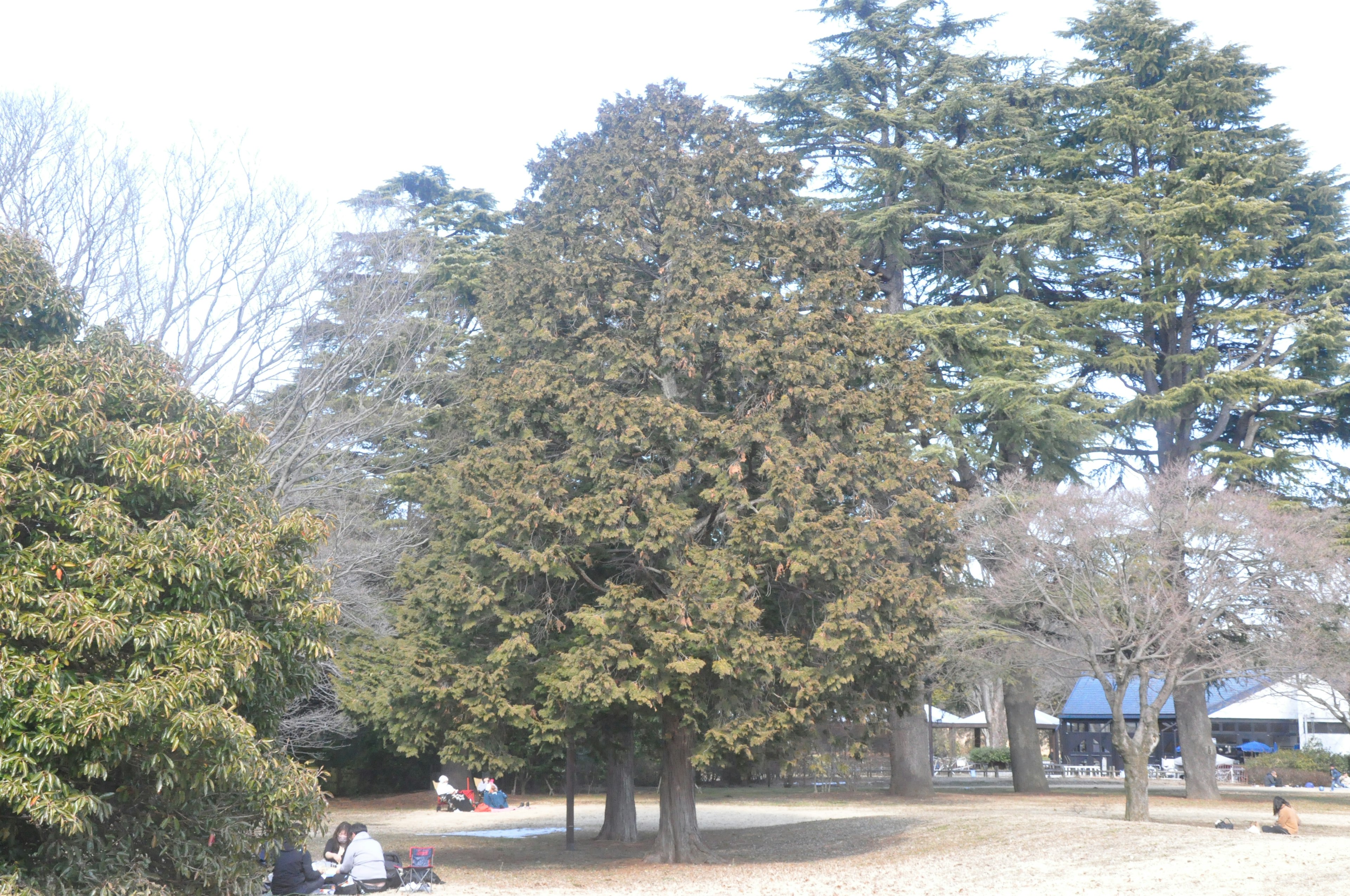 Large tree in a park with playground equipment visible