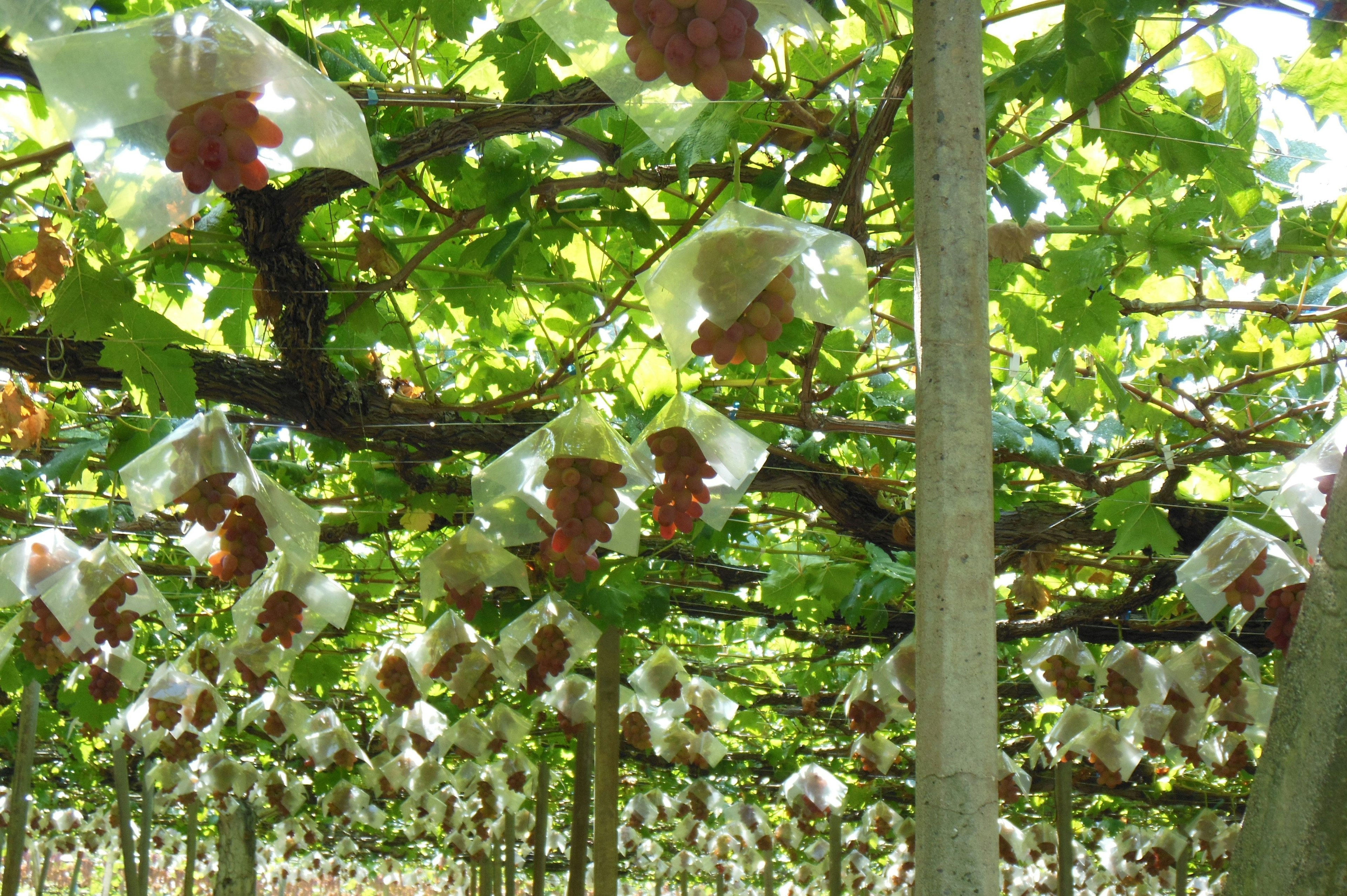 Kebun anggur dengan anggur yang dilindungi kantong daun hijau dan kelompok buah terlihat