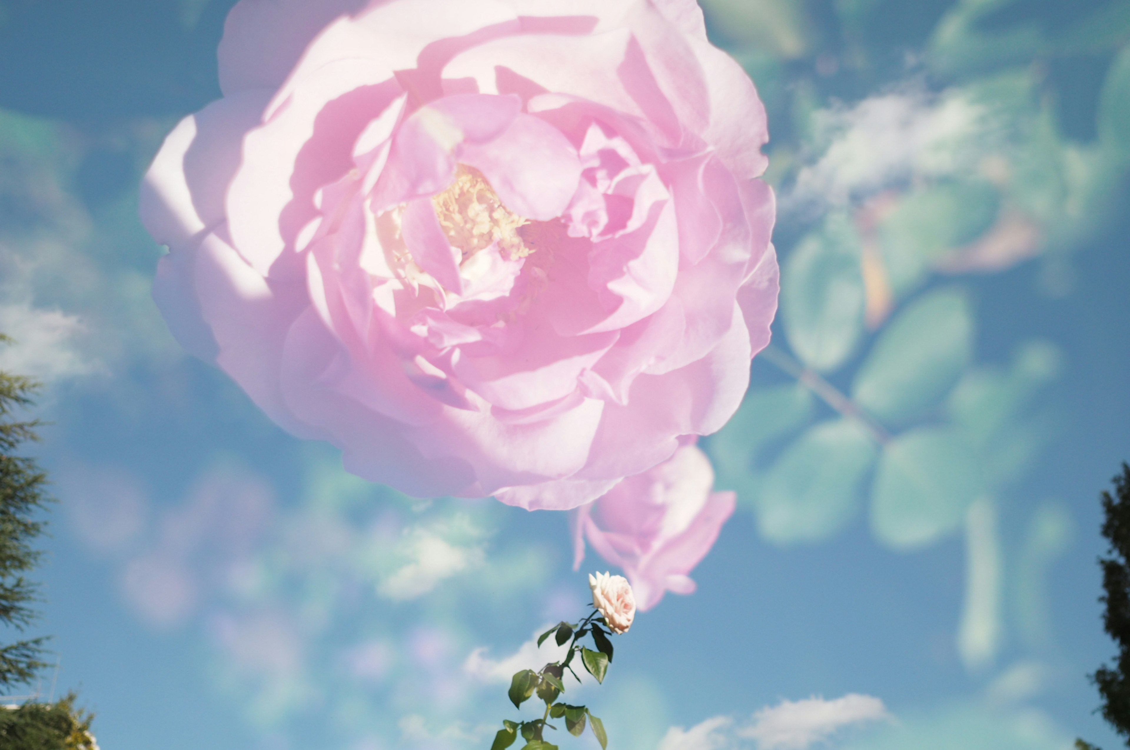 Large pink rose floating in the blue sky with its stem