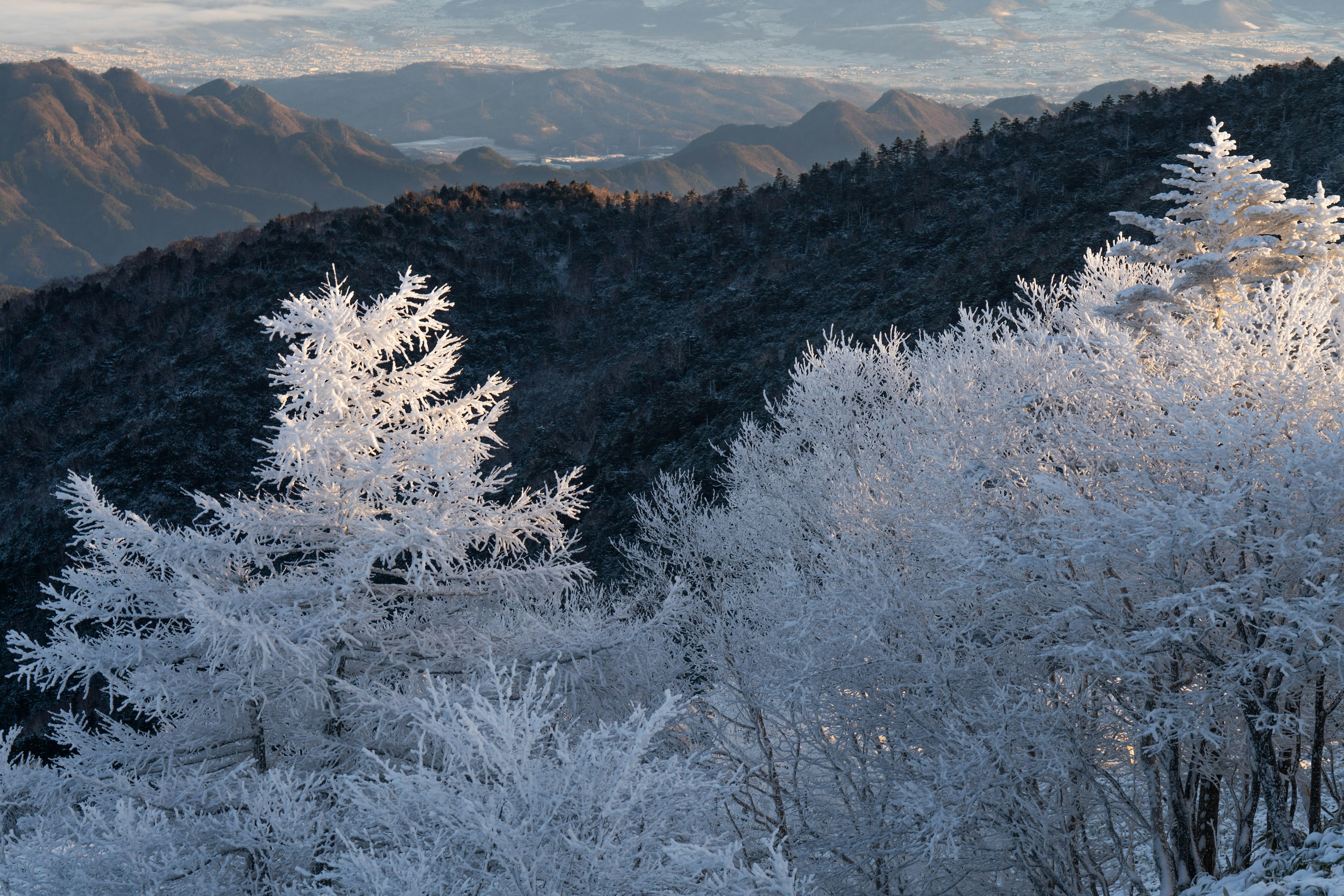 Schöne Landschaft mit schneebedeckten Bäumen und Bergen