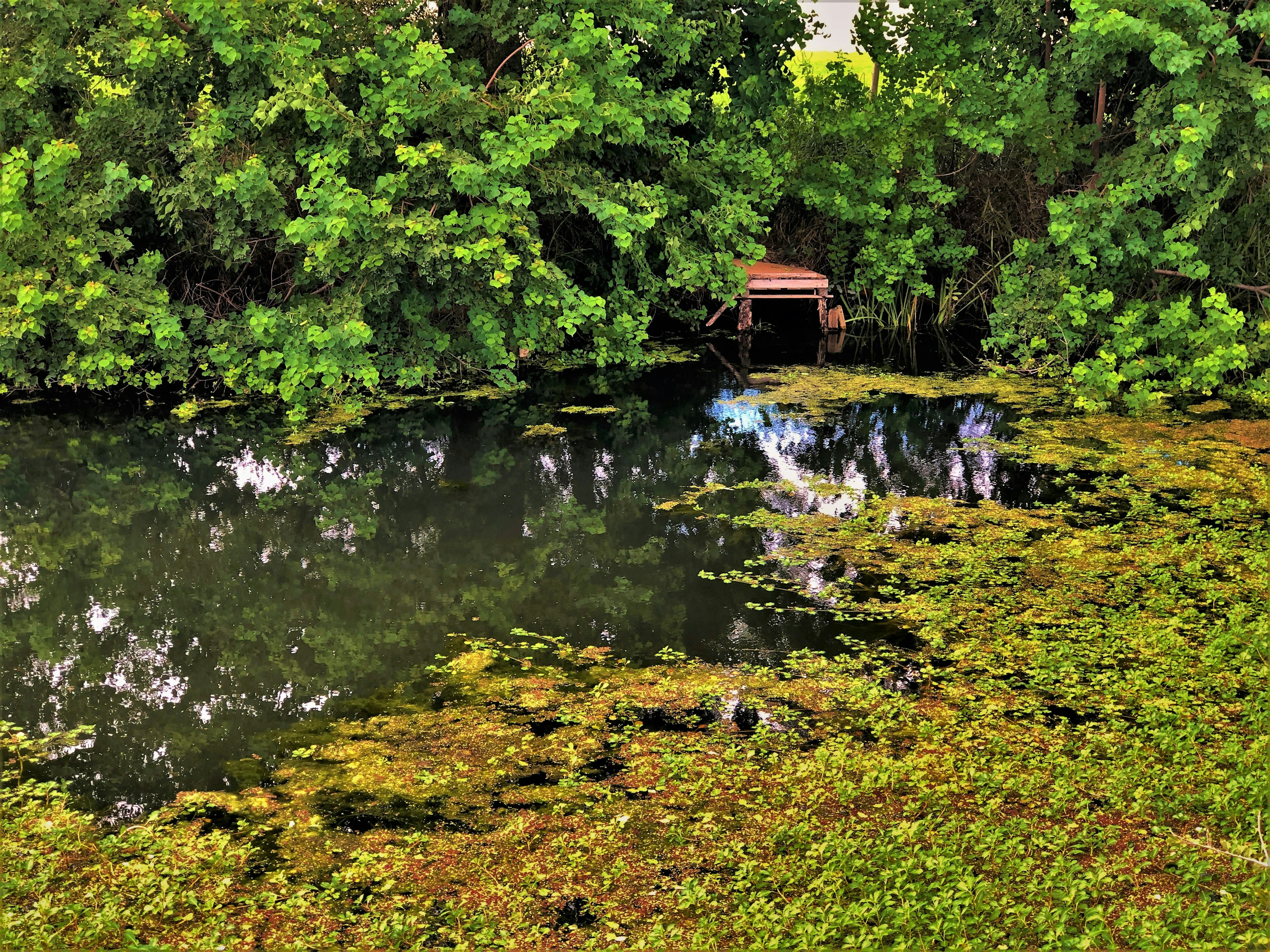 Étang serein entouré de verdure luxuriante plantes vertes flottant à la surface de l'eau cabane visible à l'arrière-plan