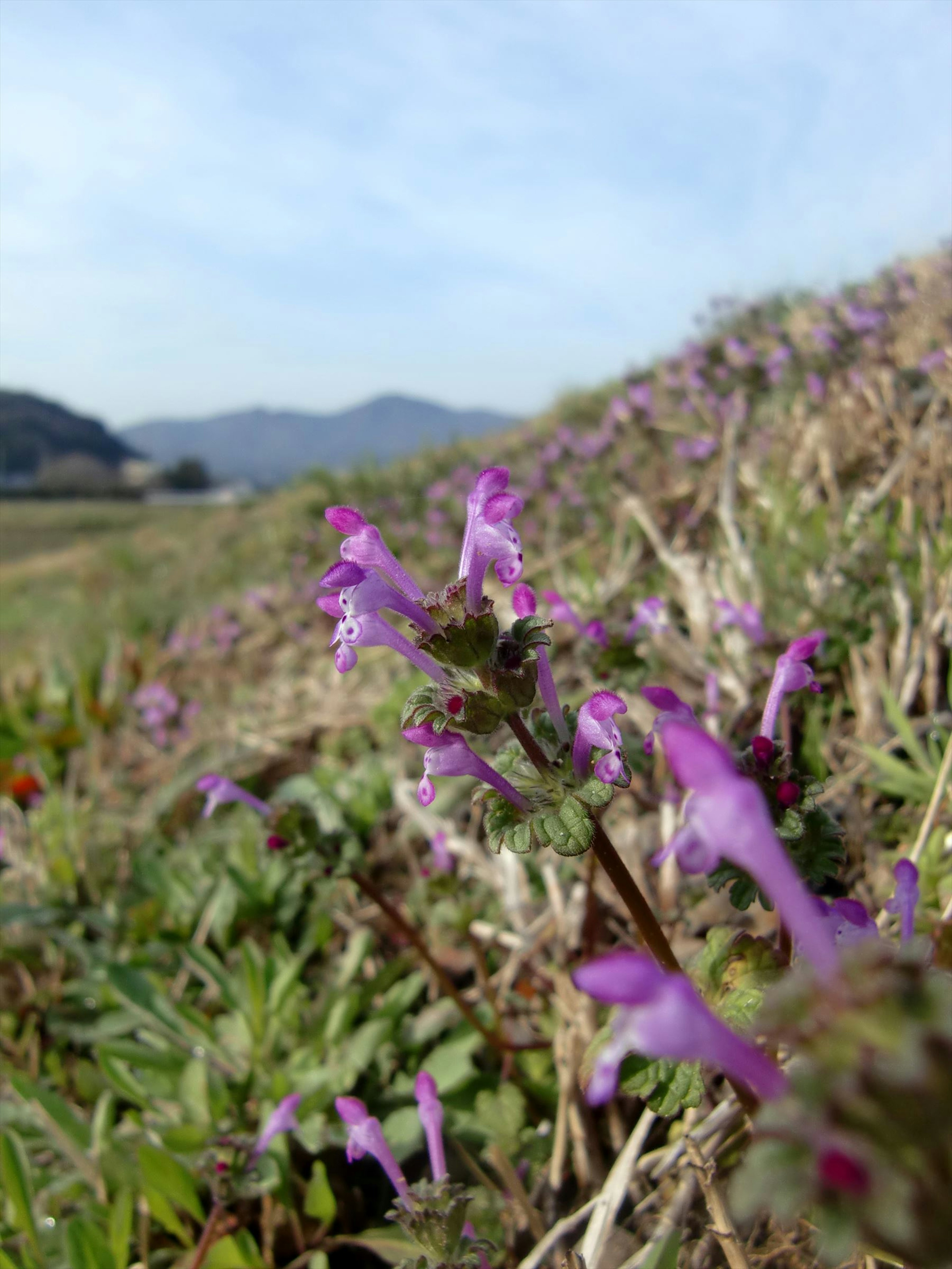 Purple flowers blooming on a hillside with mountains in the background