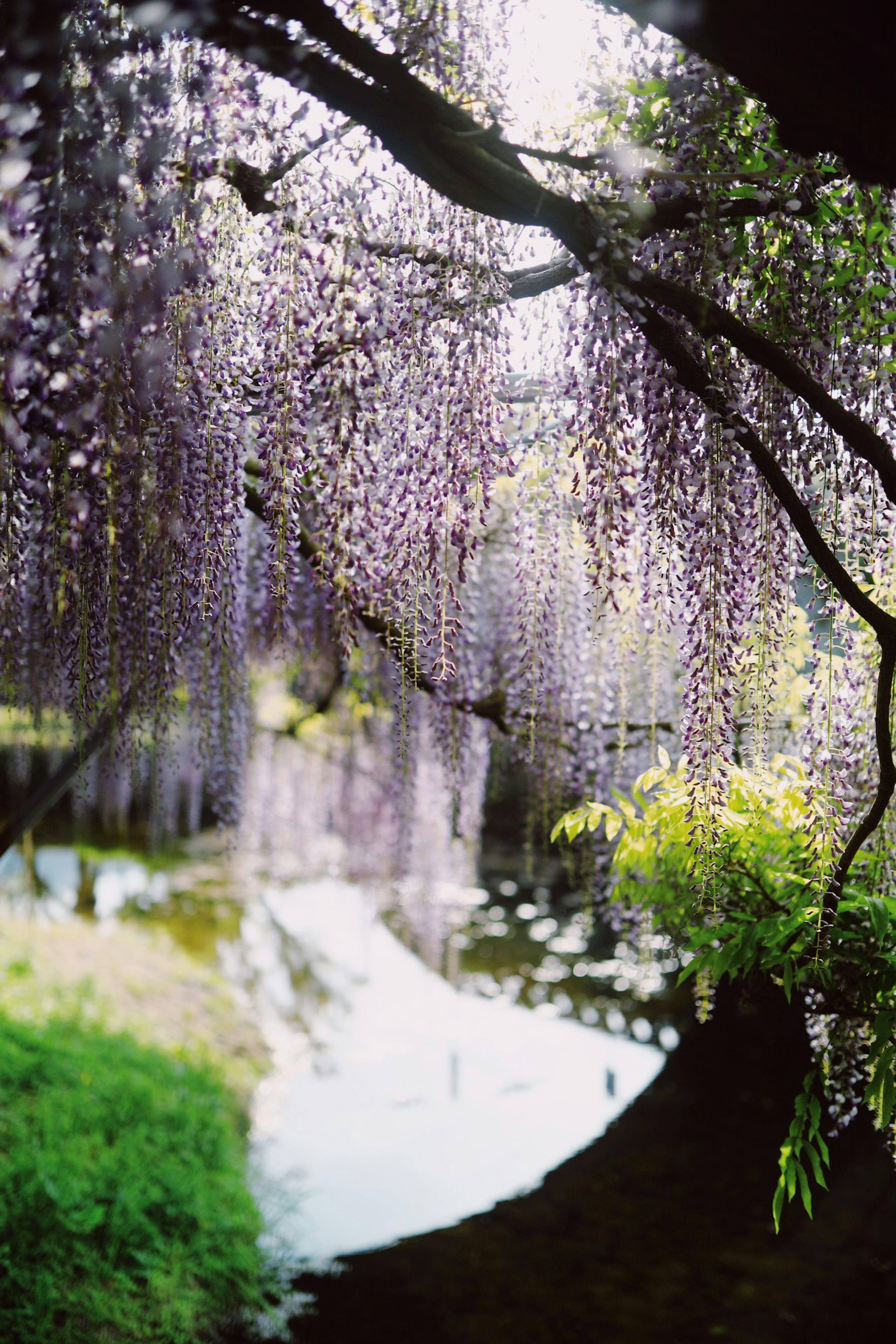 Pemandangan indah bunga wisteria yang menggantung dan permukaan air yang tenang