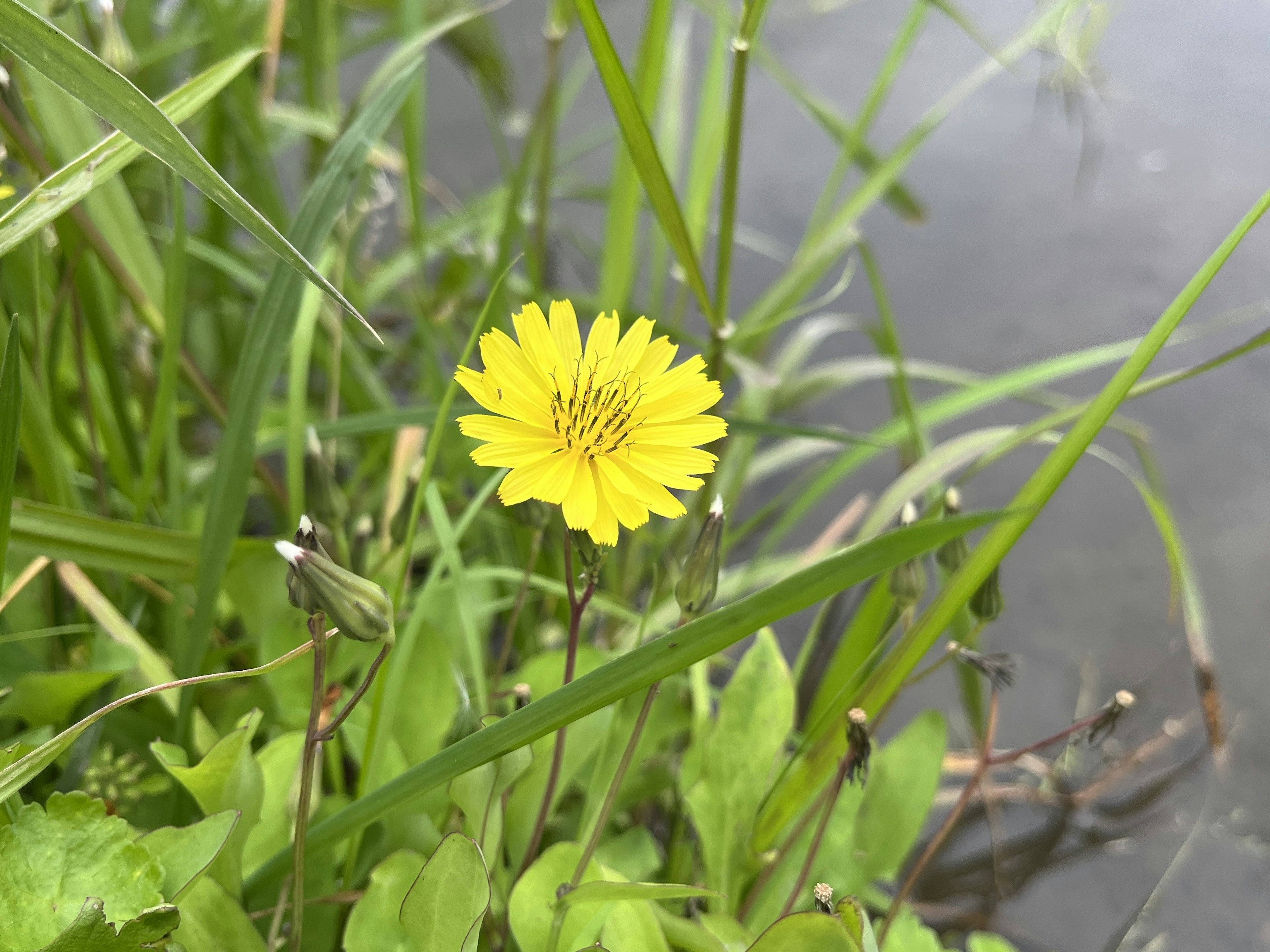 水辺の緑の草の中に咲く黄色い花