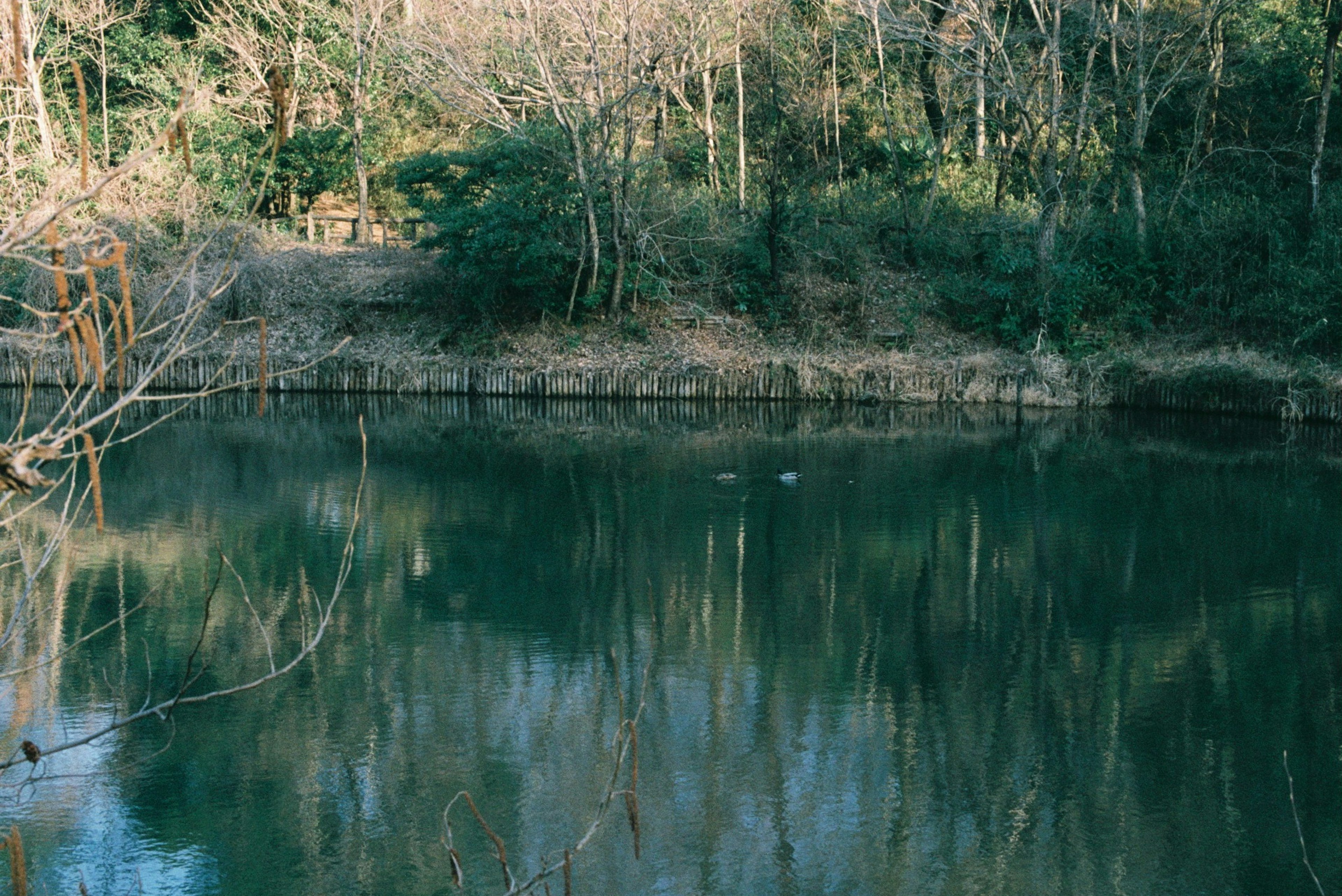 Ruhiger Teich, der die umliegenden Bäume und die Natur spiegelt