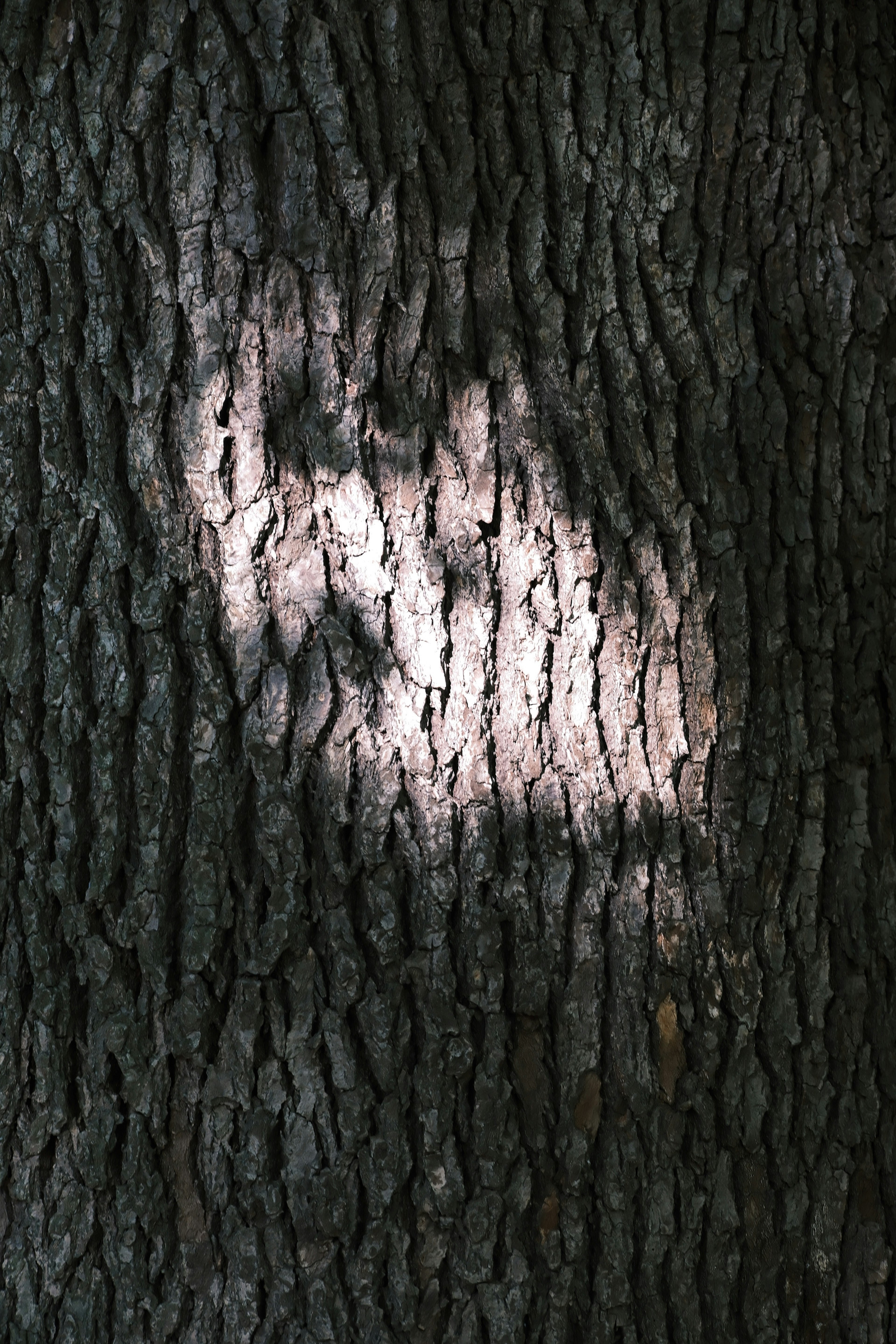 Motivo di luce sulla corteccia di un albero