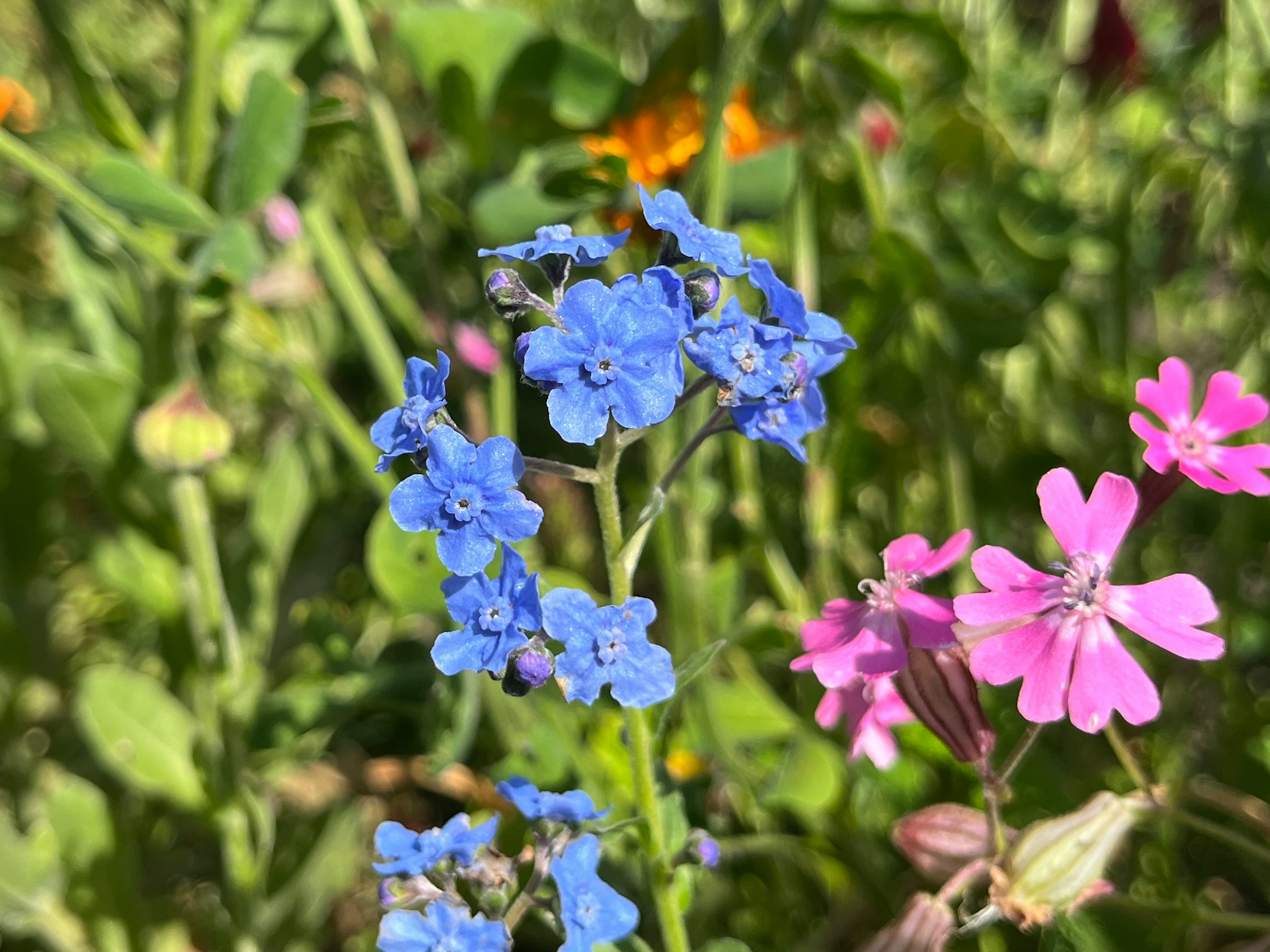 Una escena de jardín con flores azules y rosas en flor