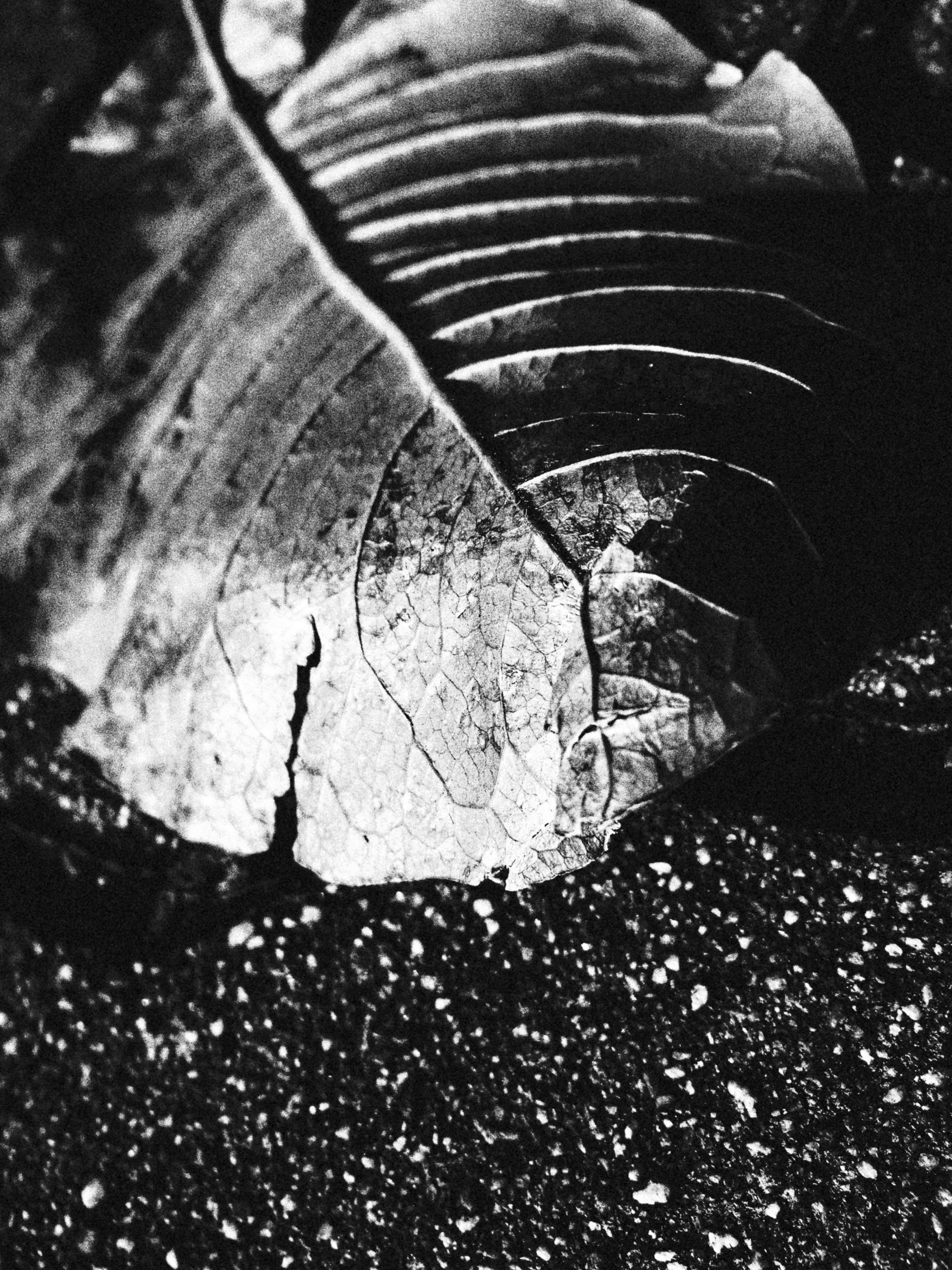 Black and white photograph of a leaf resting on the ground