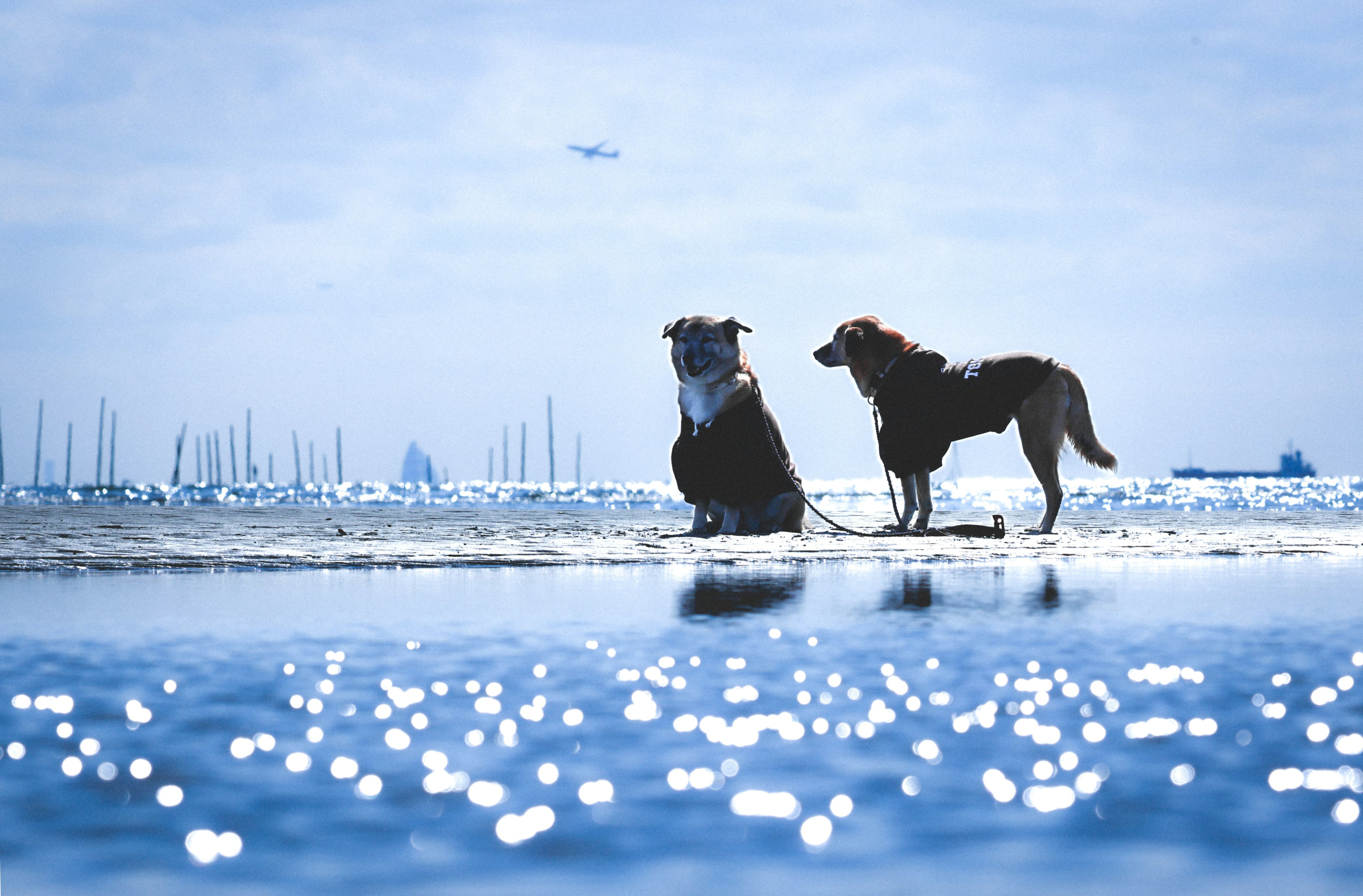 Dos perros en la playa mirando al mar con agua brillante