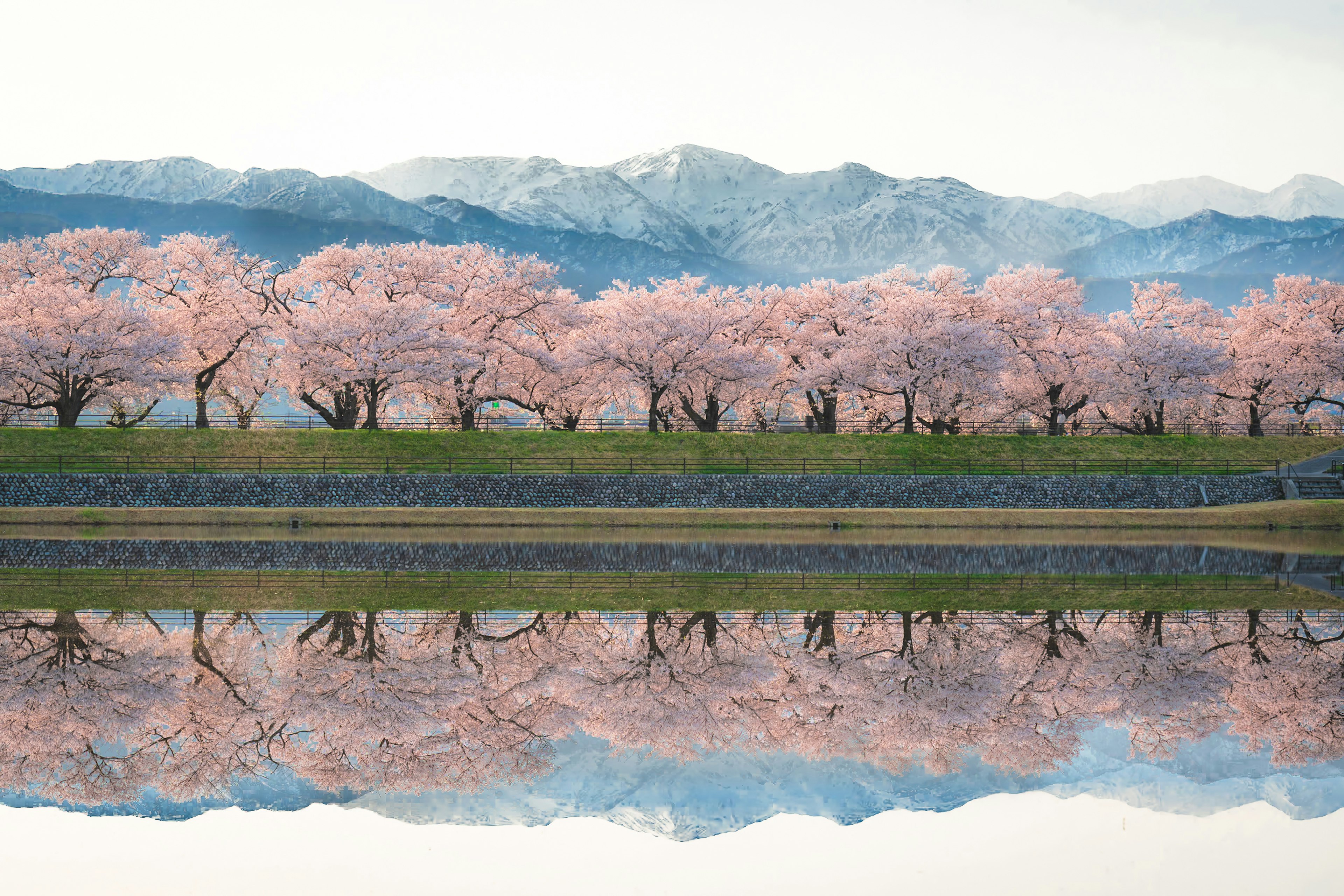 桜の木が並ぶ美しい風景と山の反映