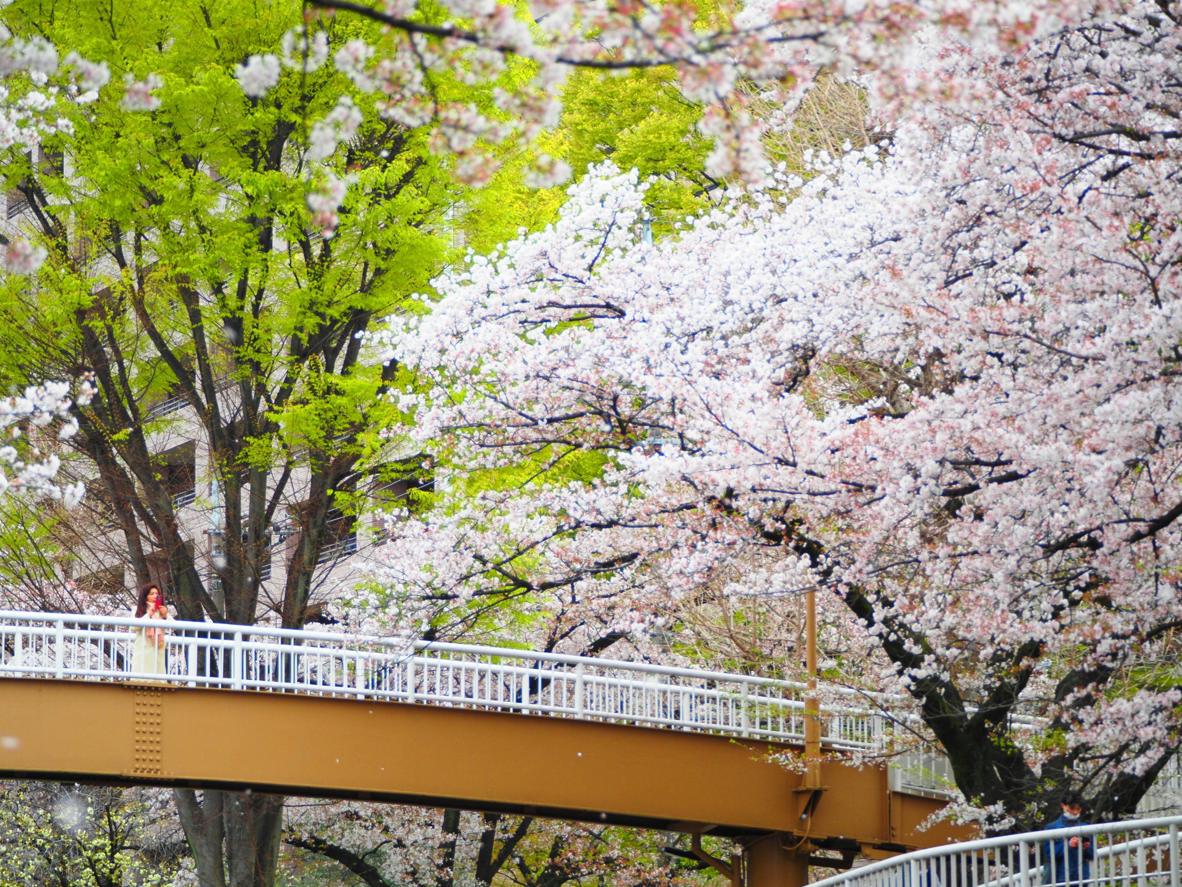 Pont entouré d'arbres en fleurs de cerisier et de feuilles vertes vives