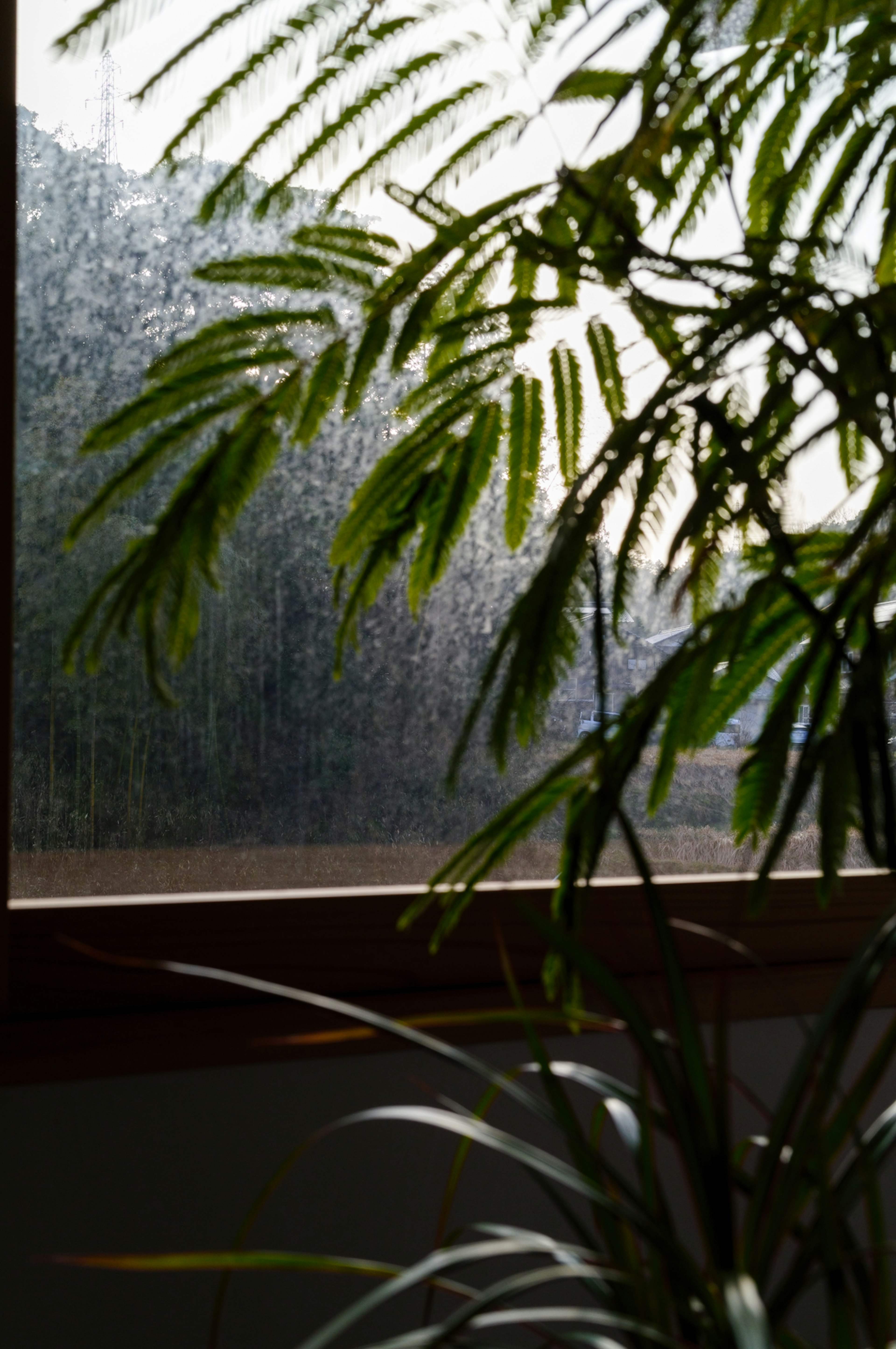 Silueta de hojas de planta de interior contra una ventana con vista de lluvia