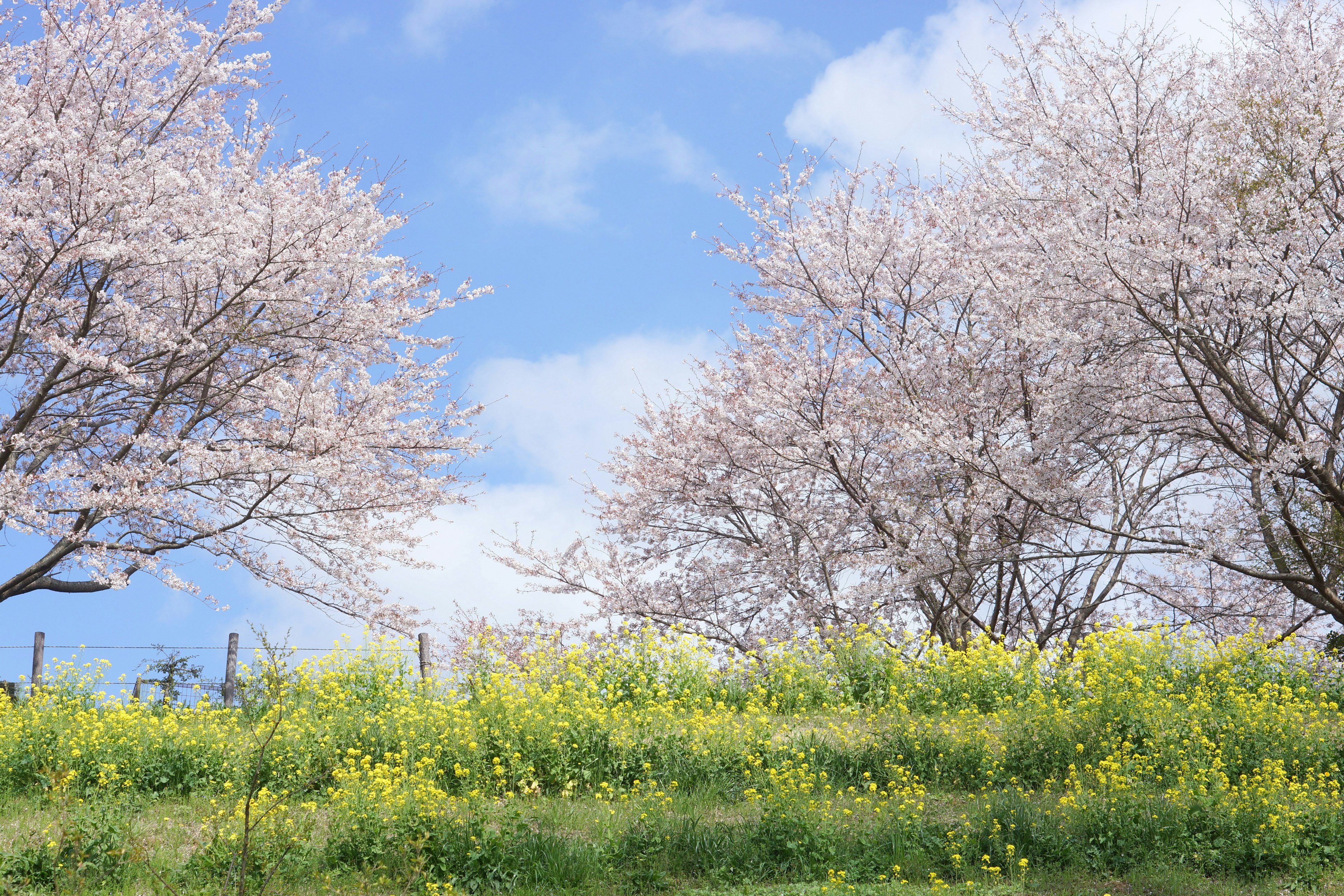 Árboles de cerezo con flores amarillas en una colina verde y cielo azul