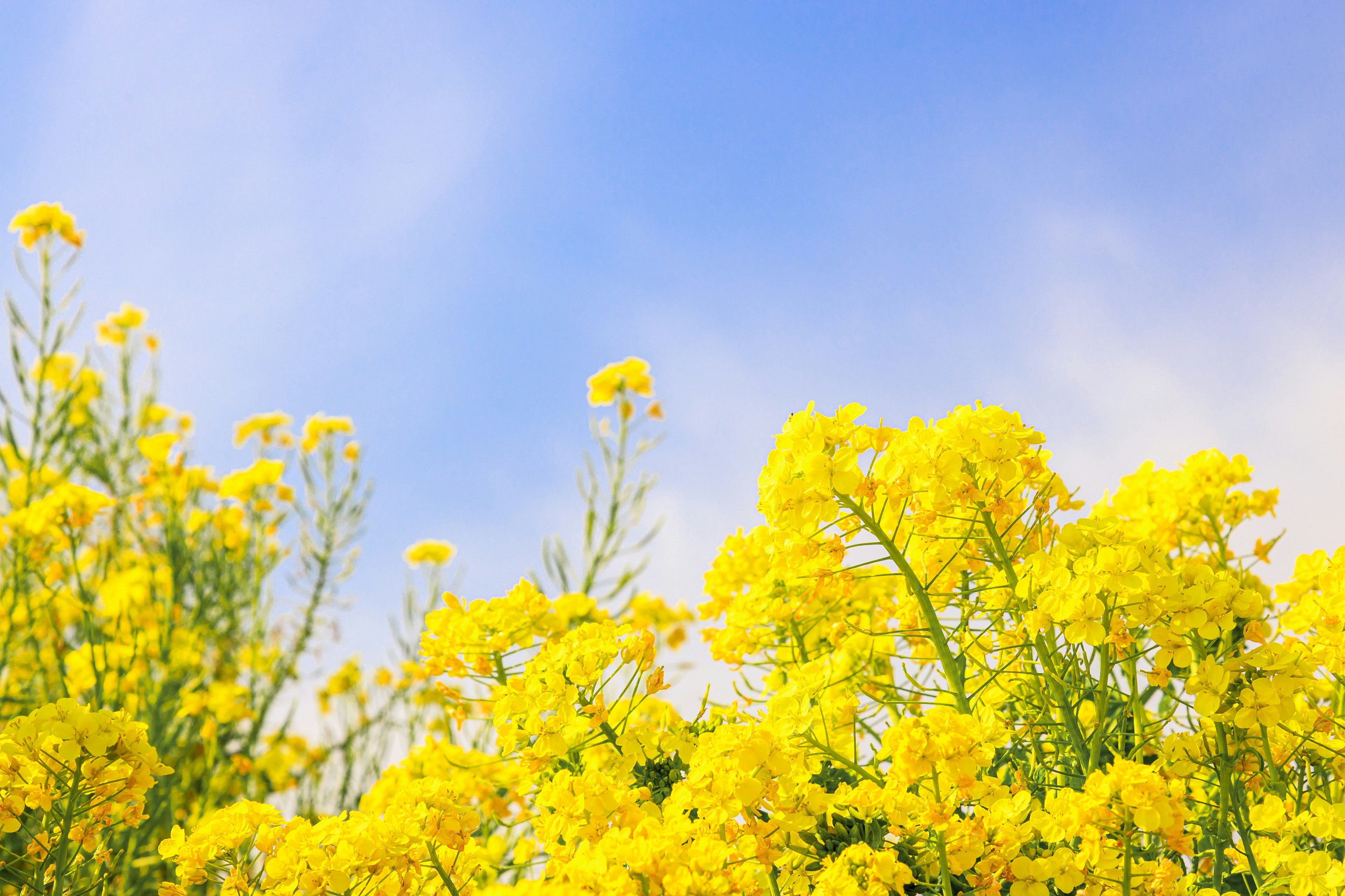 Un groupe de fleurs jaunes sous un ciel bleu