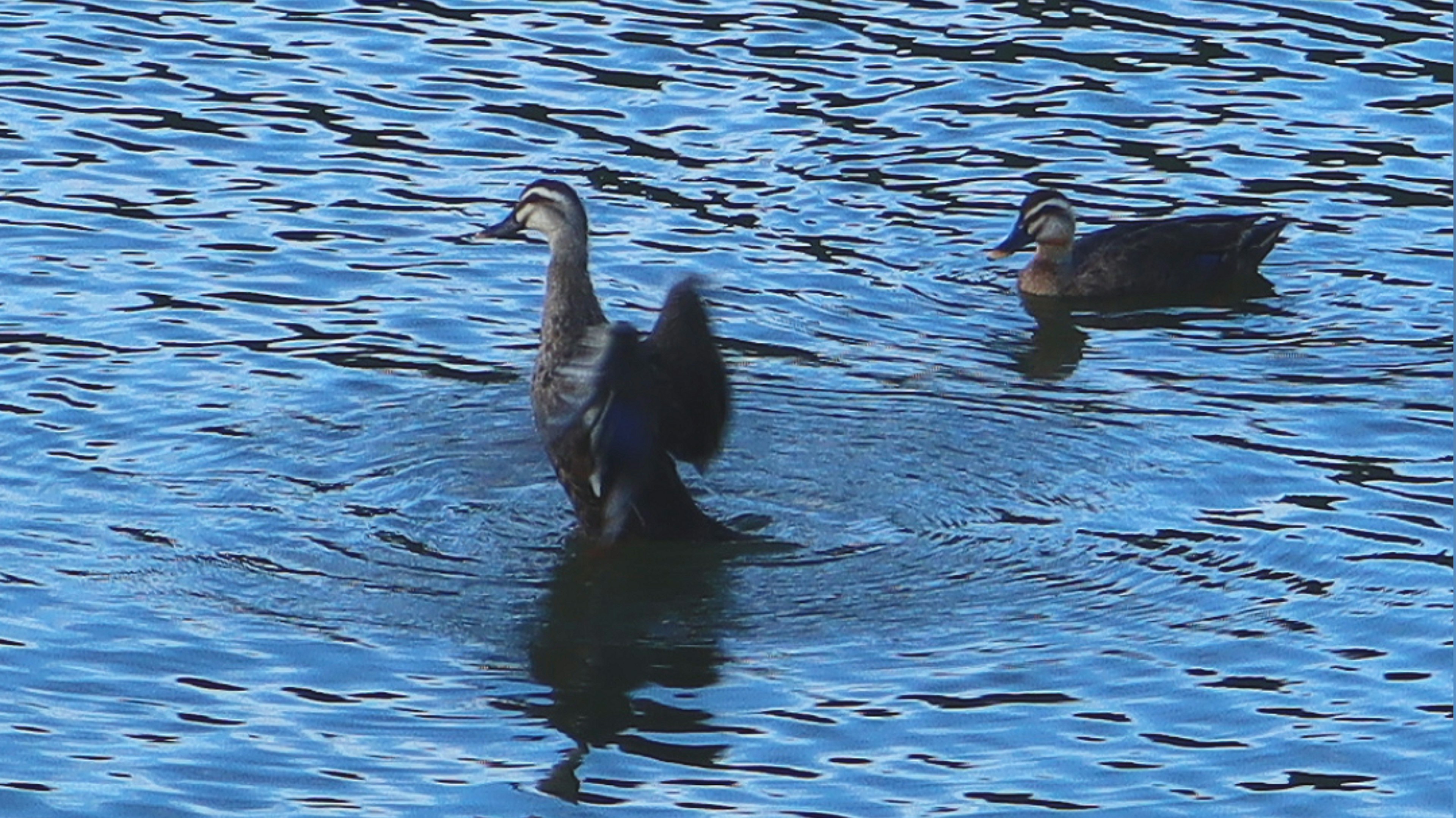 Two ducks swimming on the water surface featuring blue water and distinctive plumage