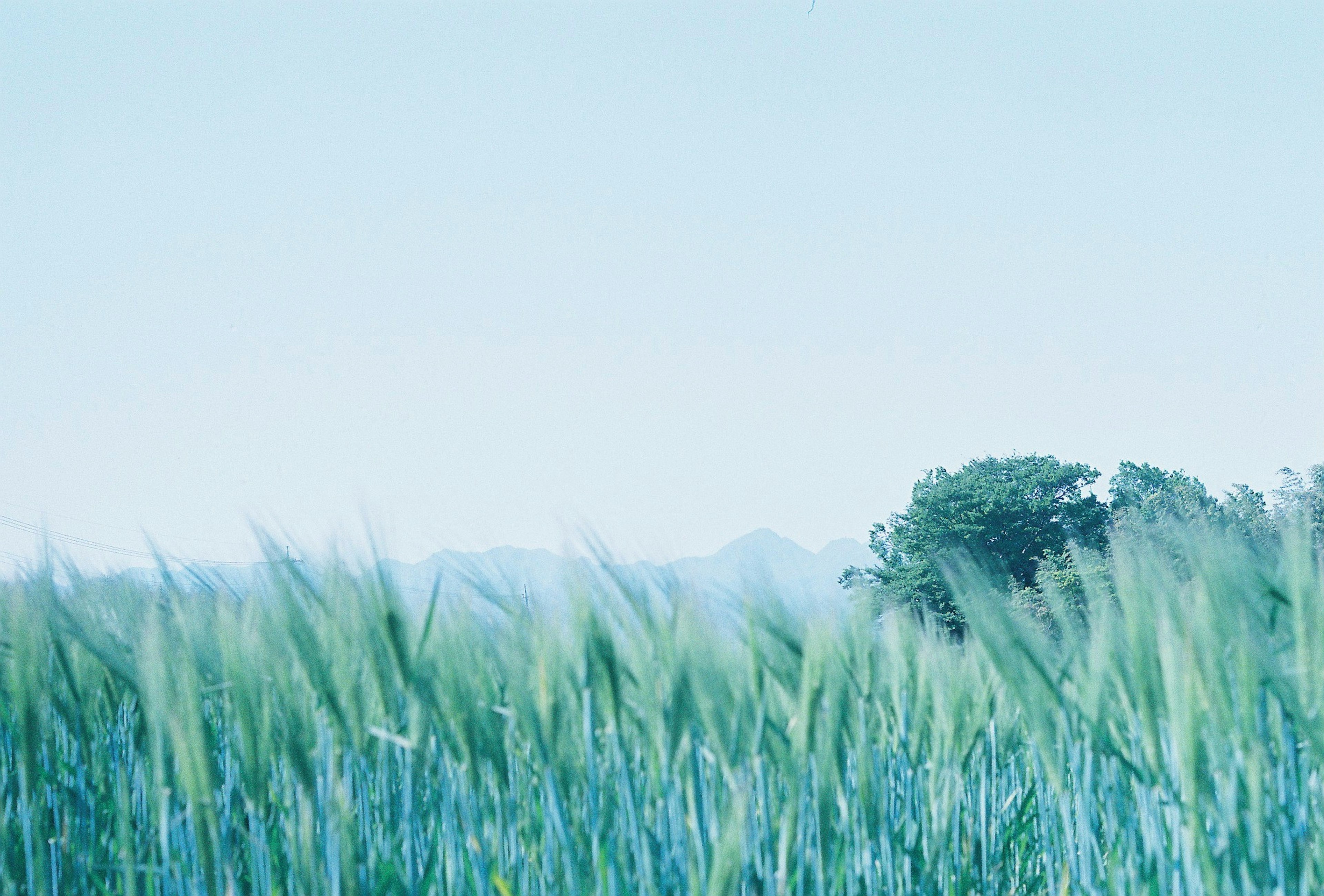 Green grass field under a blue sky with distant trees