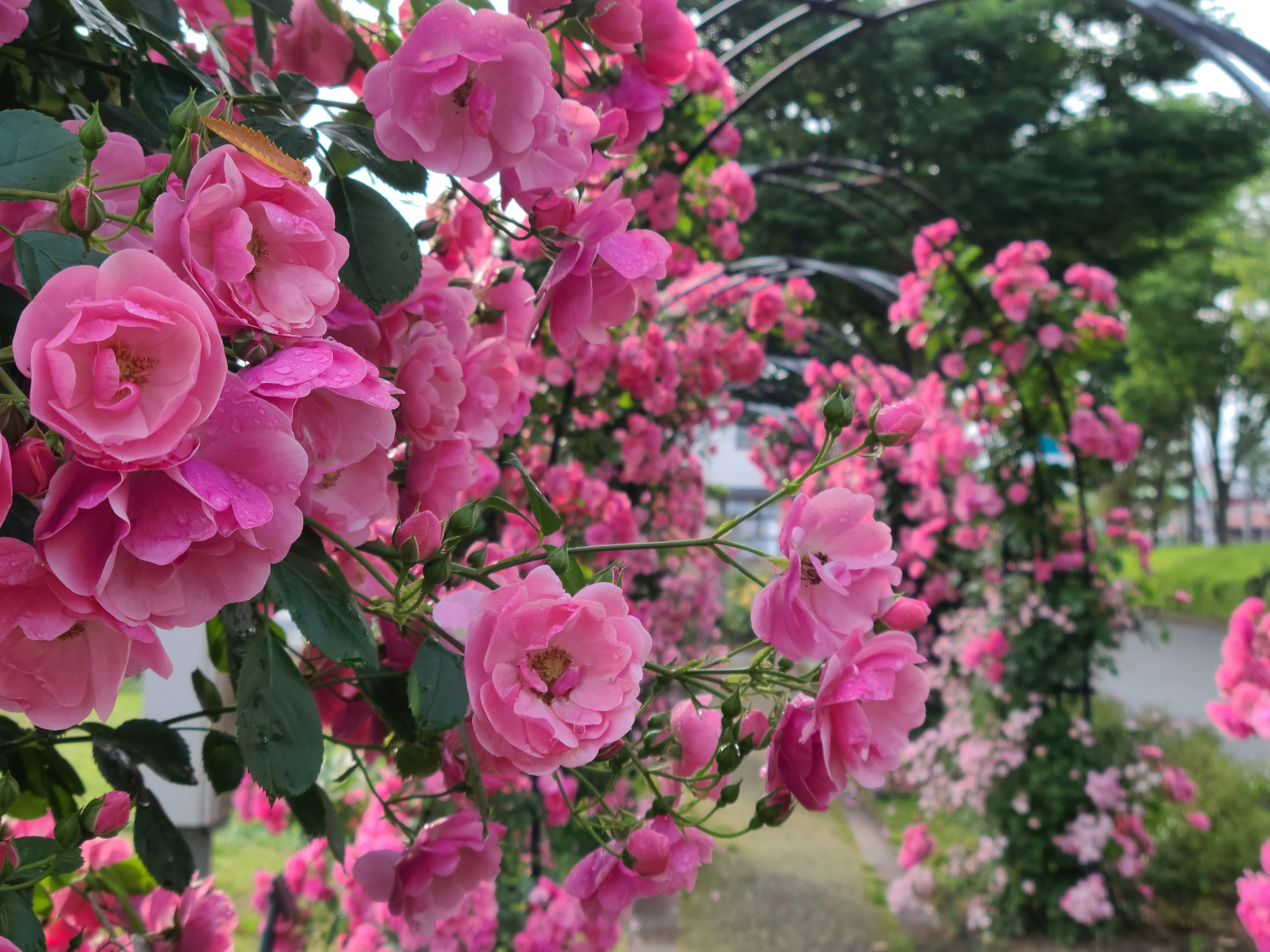 Hermosas rosas rosas floreciendo en un arco