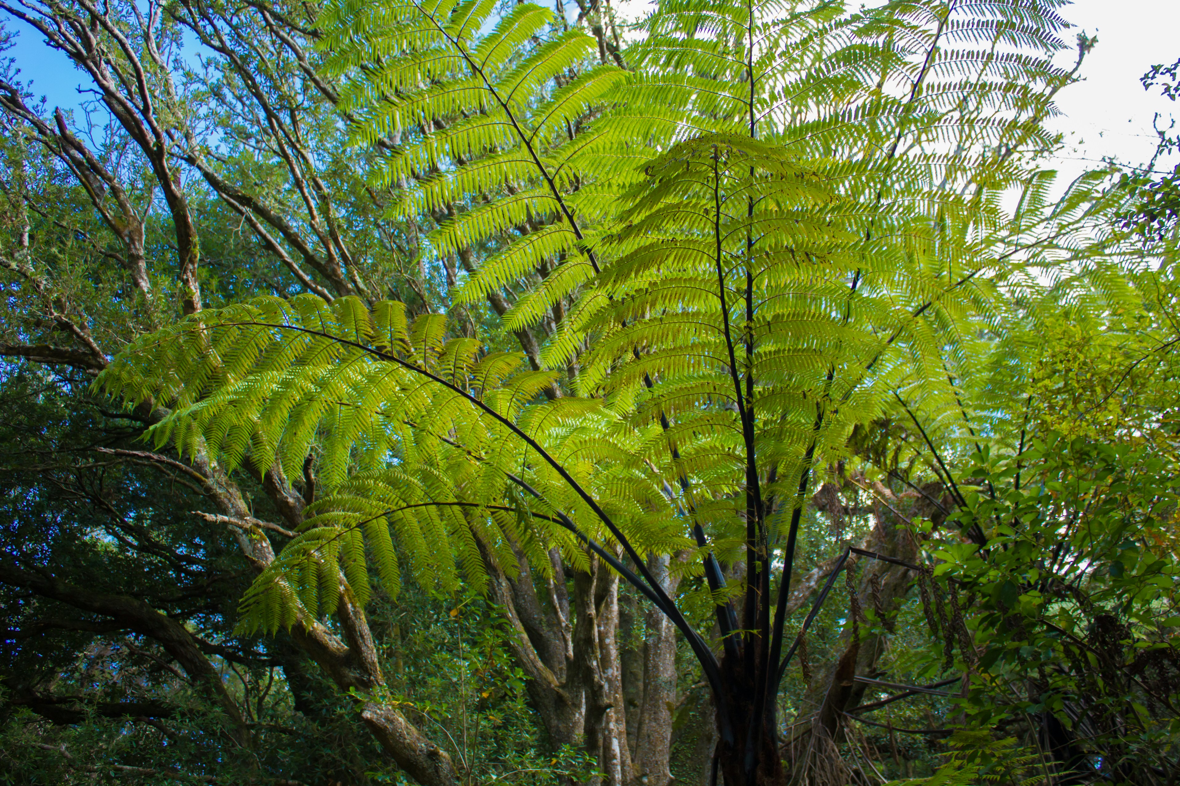 Lush green fern in a forest setting