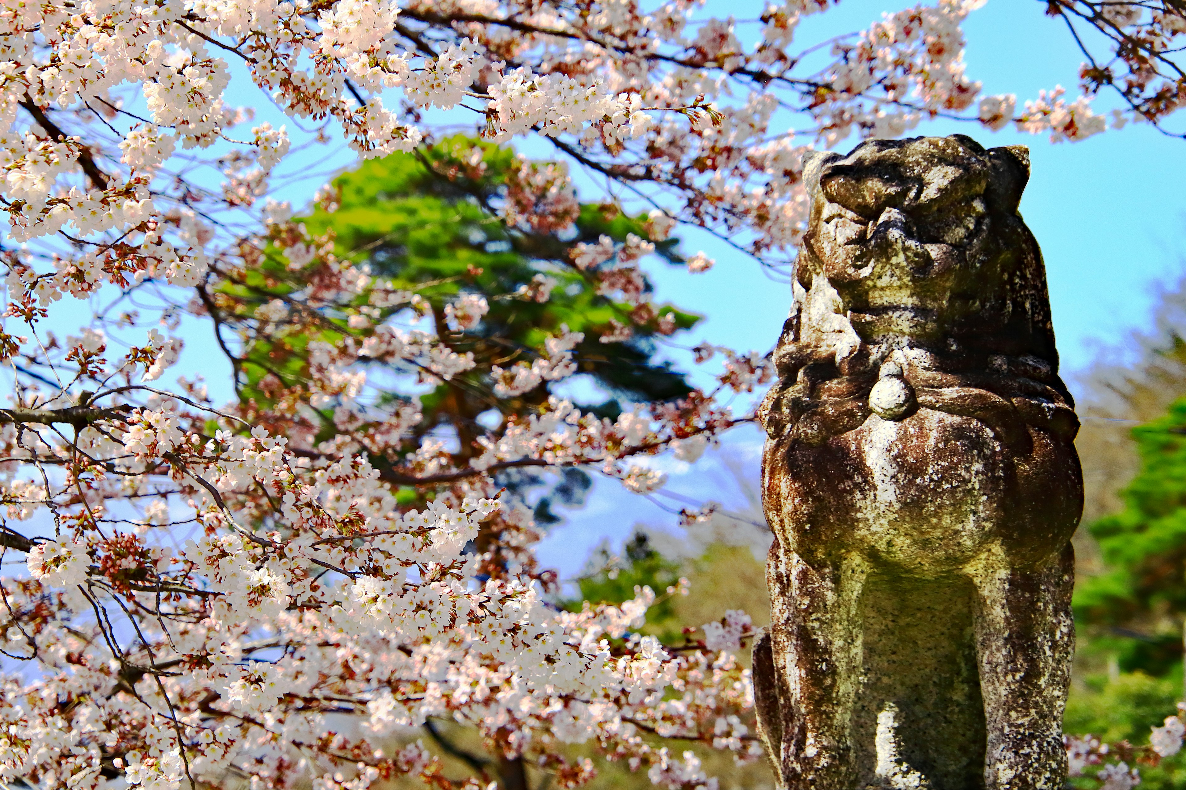 Scultura di leone guardiano in pietra davanti ai fiori di ciliegio