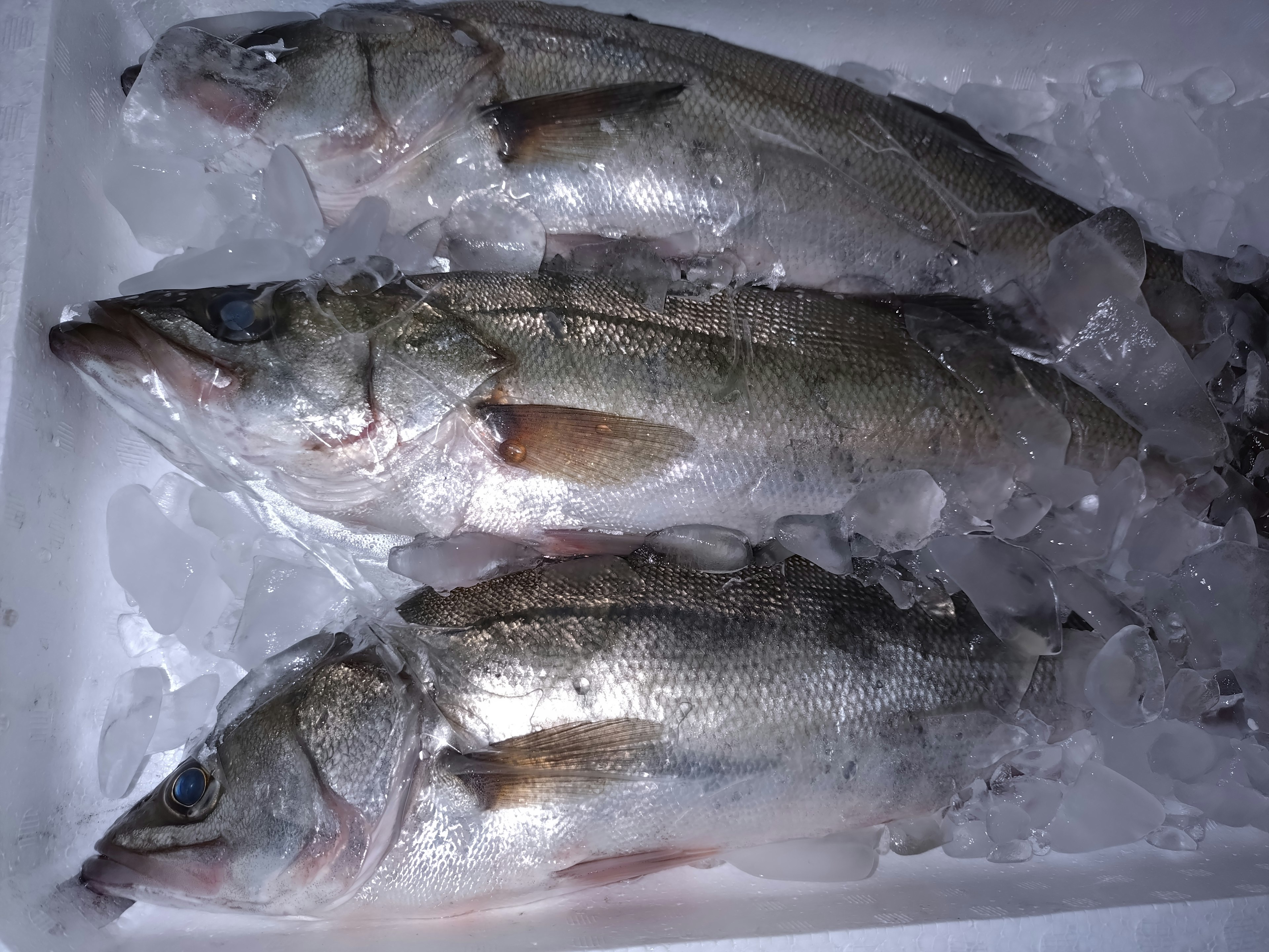 Fresh fish displayed on ice in a container