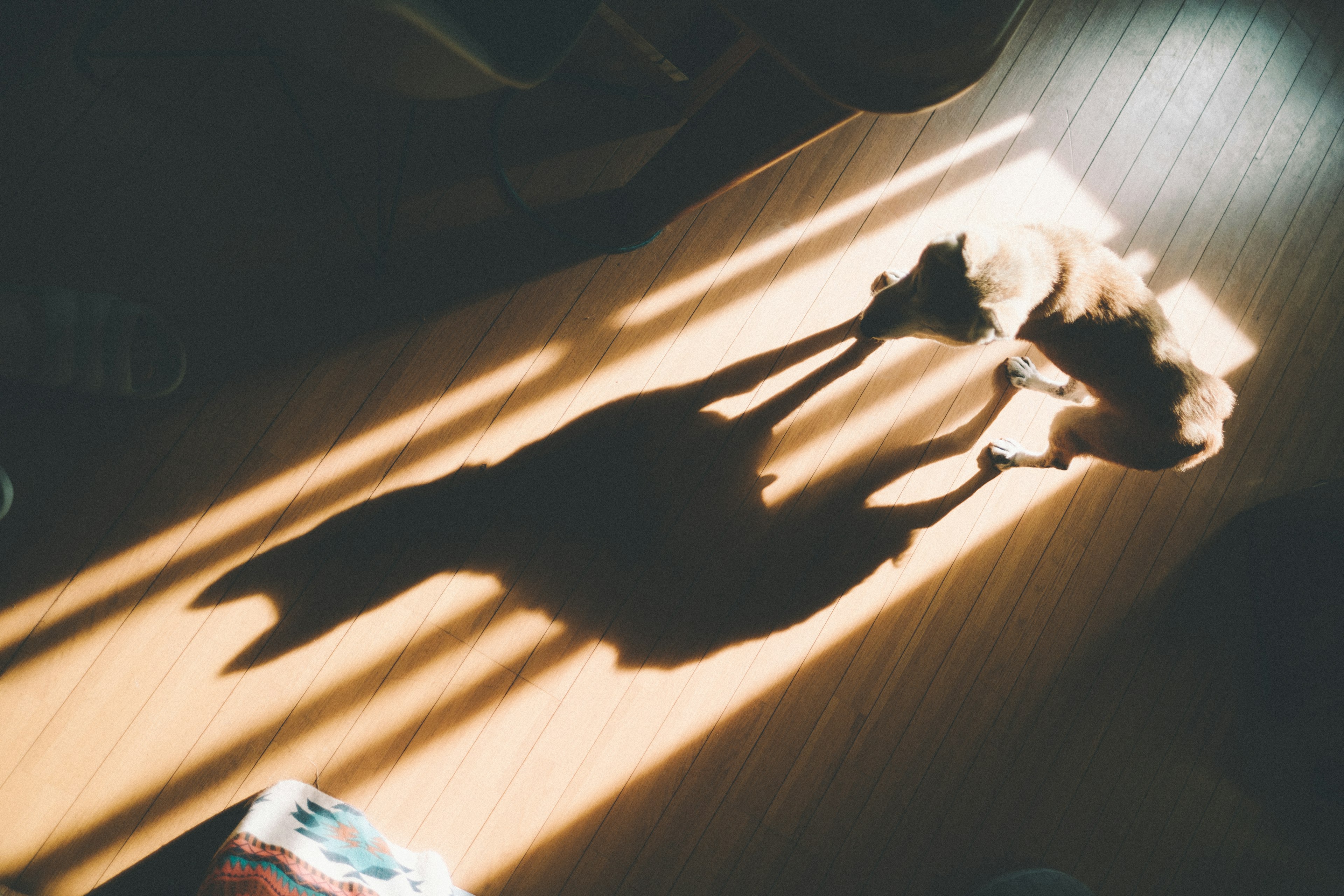 Un cane che crea un'ombra alla luce del sole