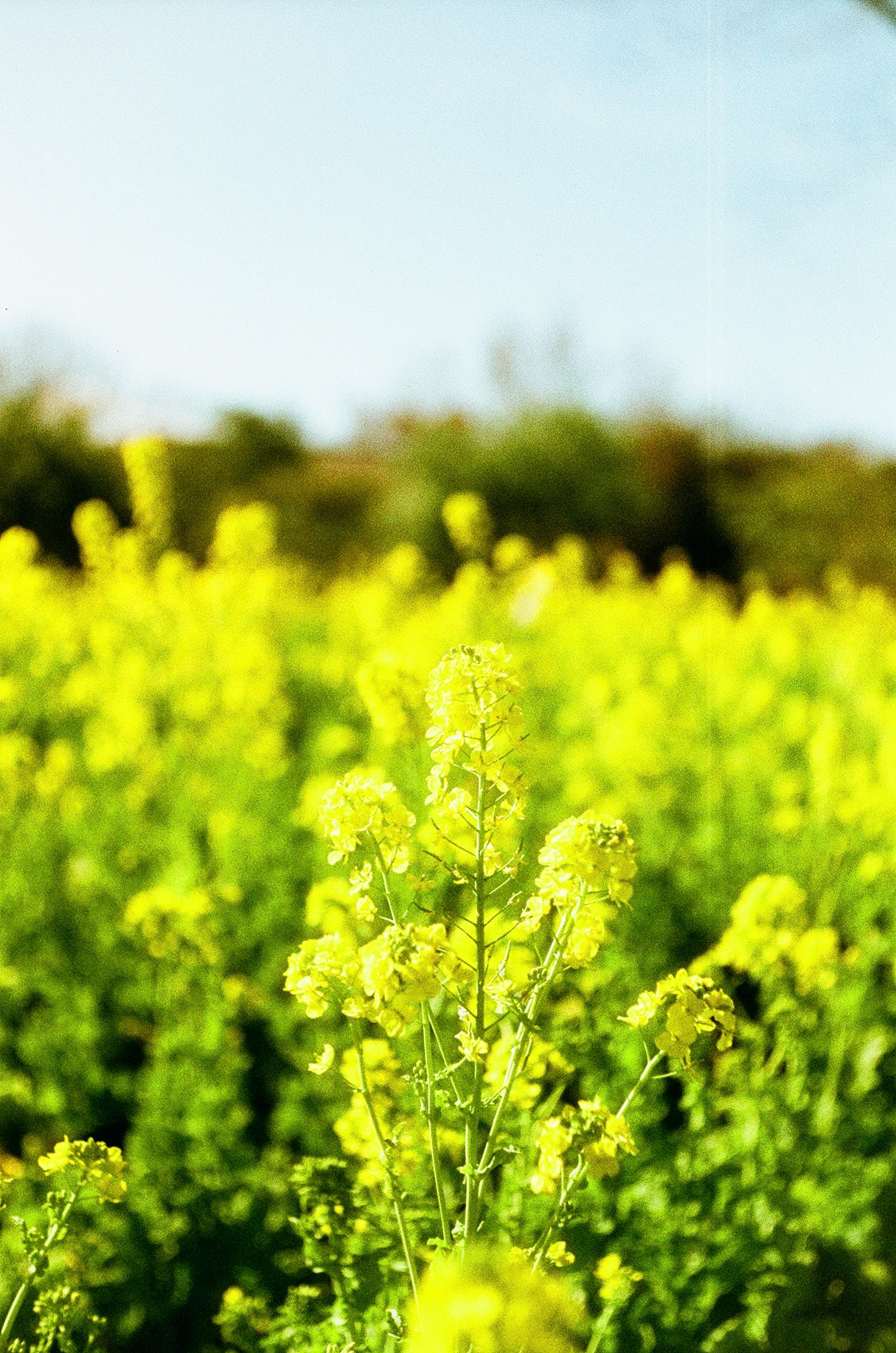 Vibrant yellow rapeseed flowers in a field