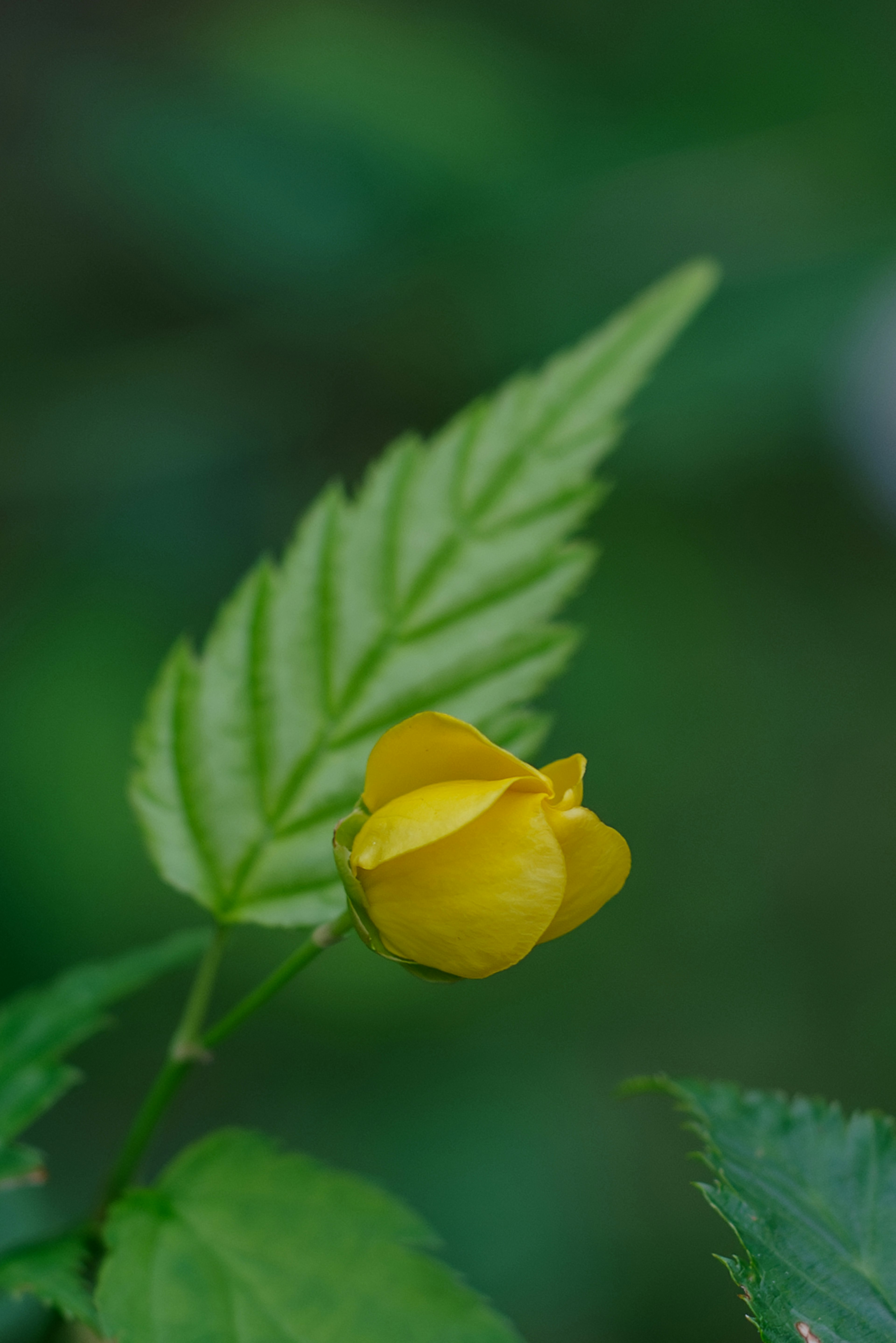 A close-up of a yellow flower bud with a green leaf against a blurred green background