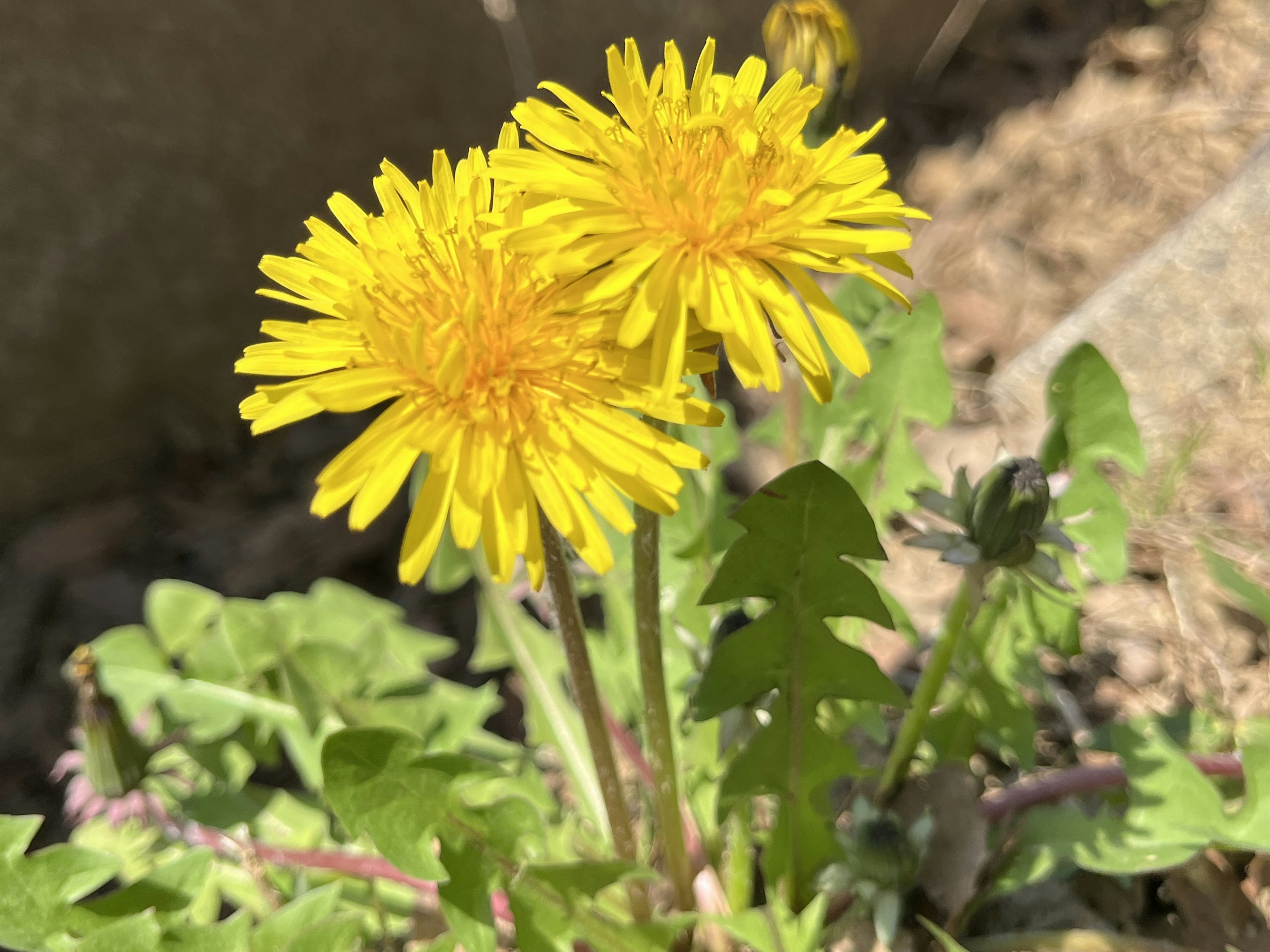 二つの黄色いタンポポの花が緑の葉の中に咲いている