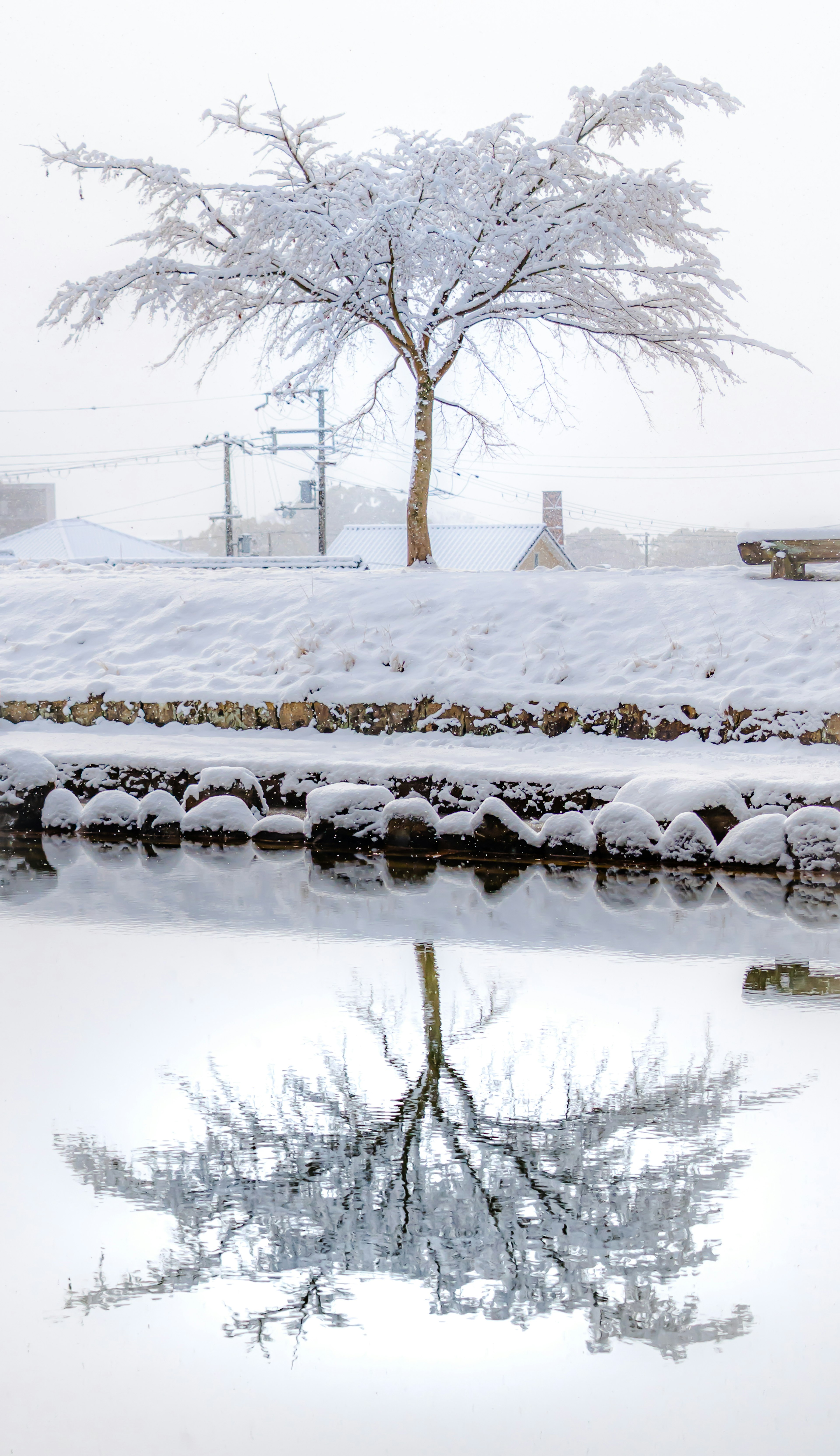 Un albero coperto di neve con il suo riflesso su una superficie d'acqua calma