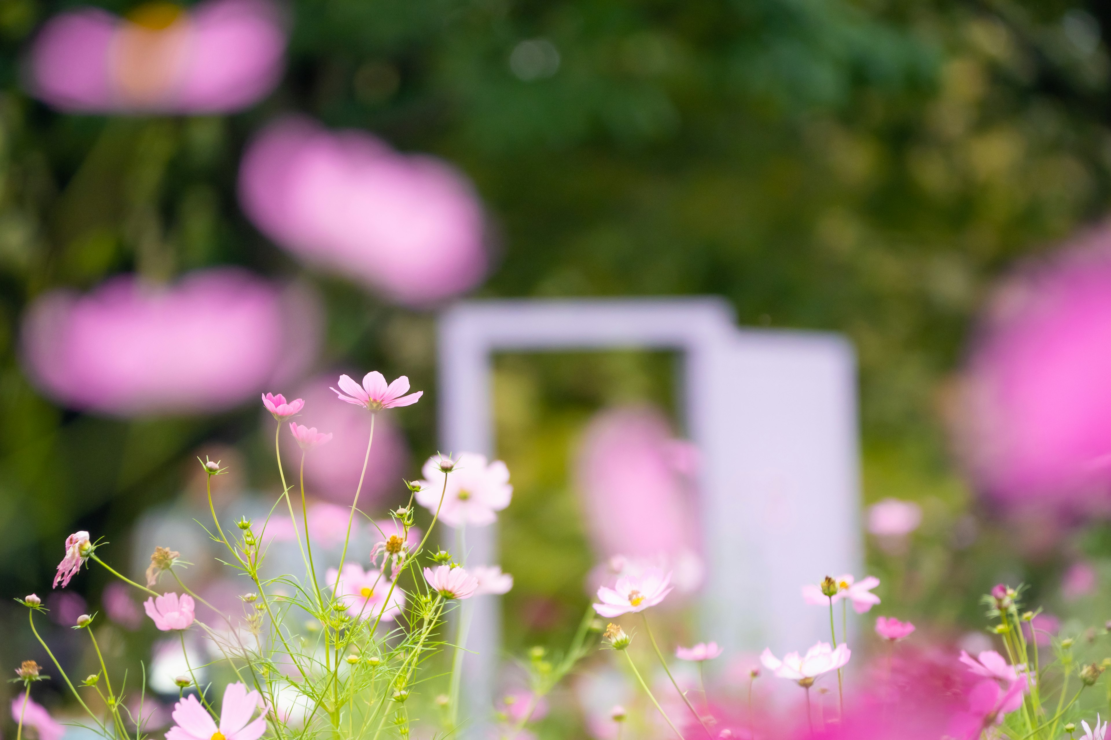 柔らかなピンクの花が咲く庭に白いフレームが置かれている