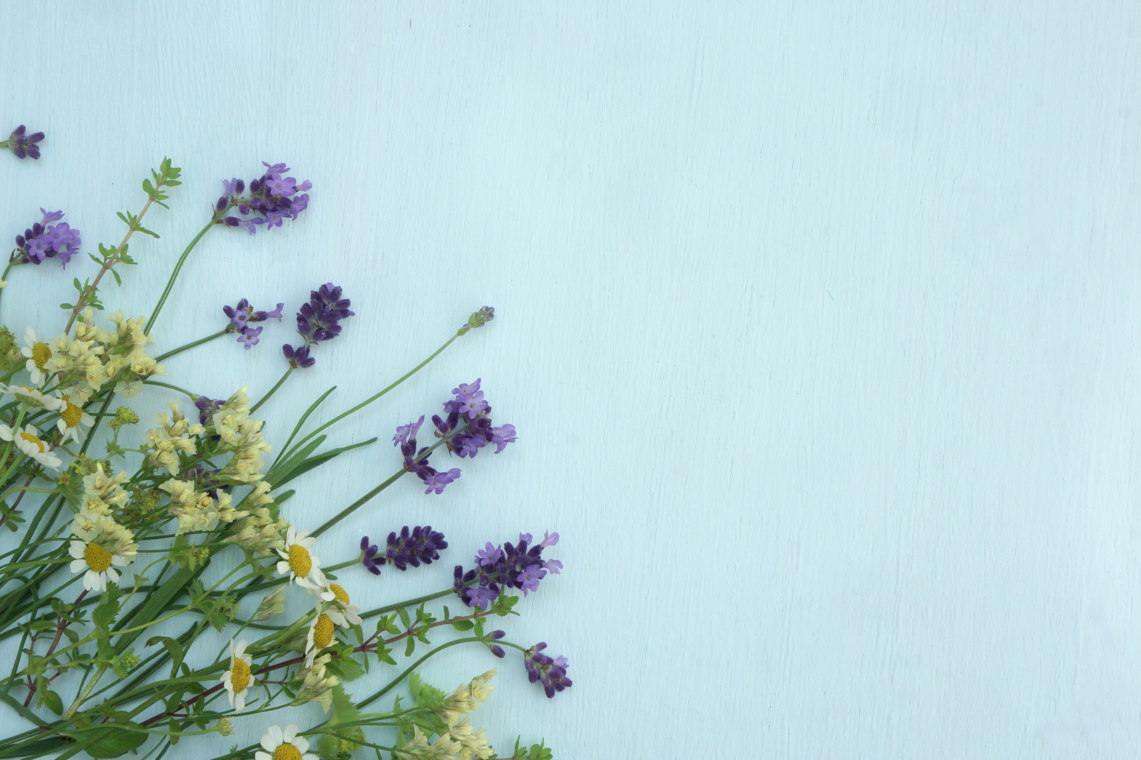 Flores moradas y amarillas dispuestas sobre un fondo azul