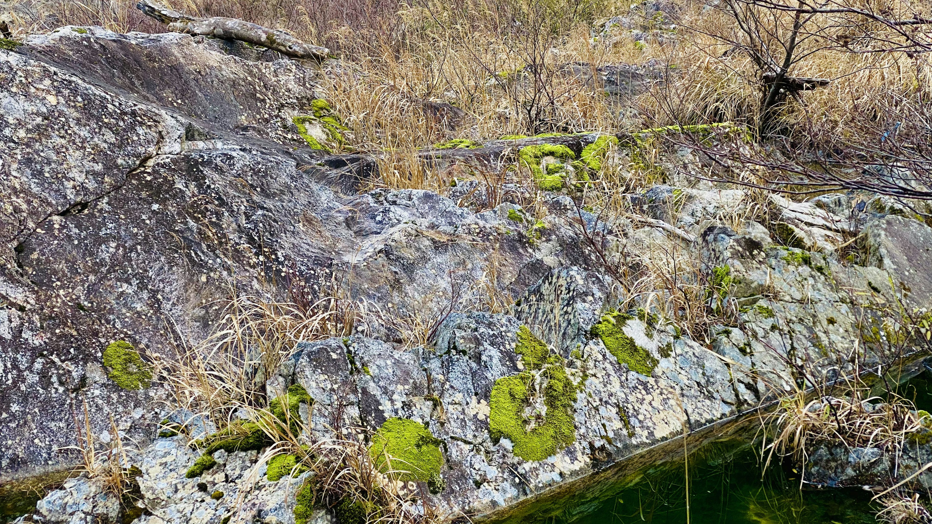 Moosbedeckter Felsen mit trockenem Grasland