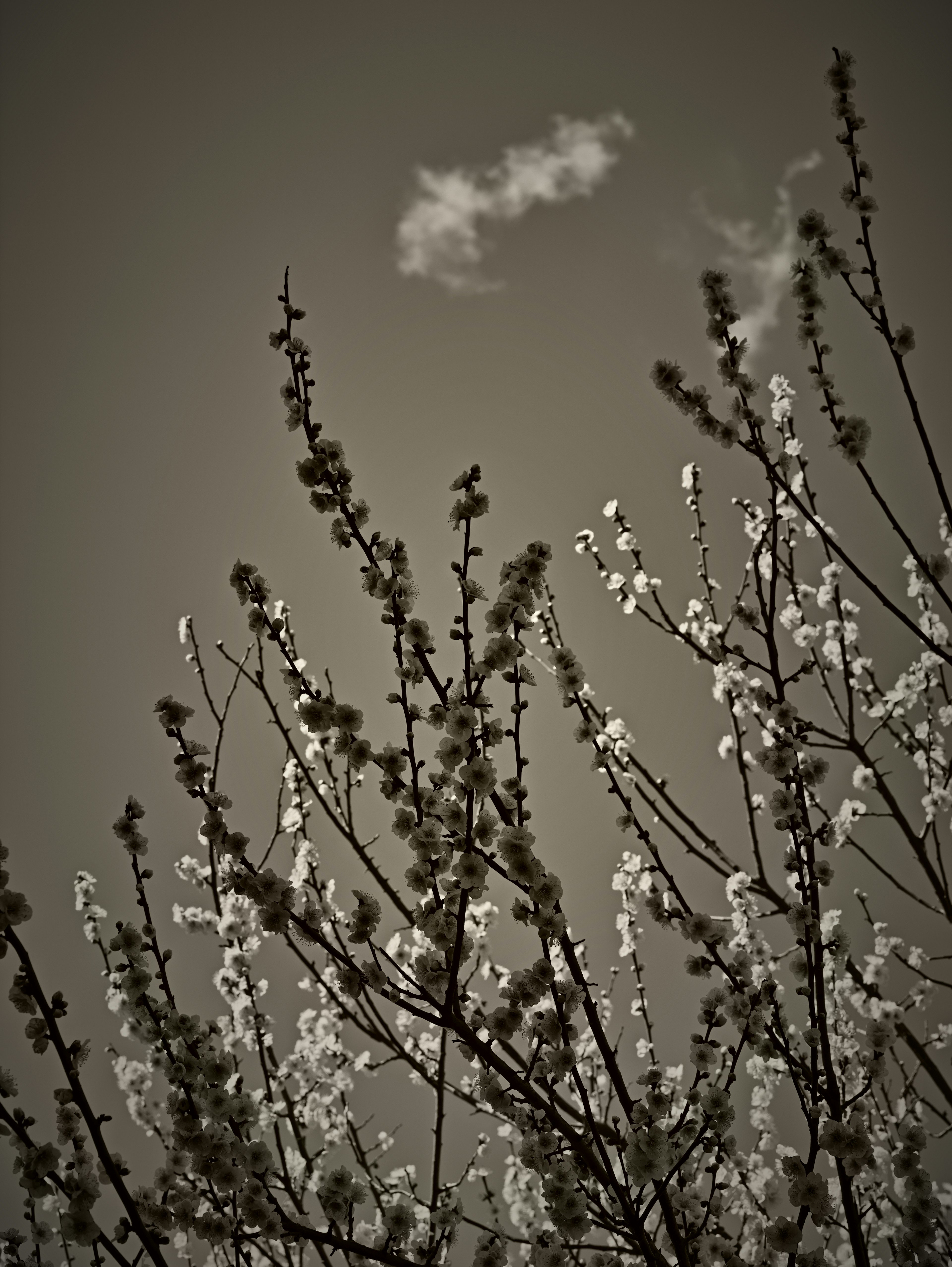 Silhouette of branches with white blossoms against a cloudy sky