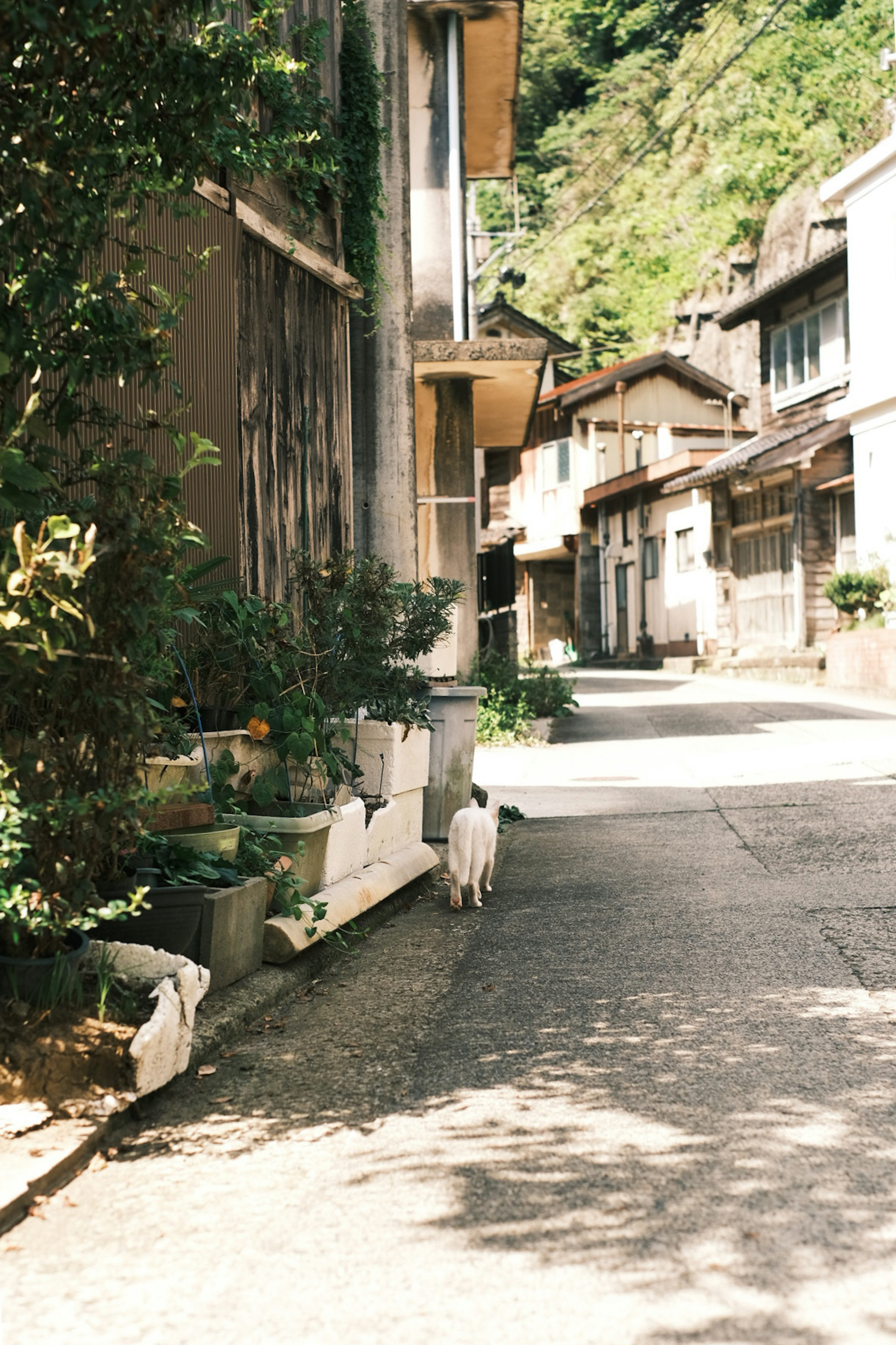 静かな街並みの風景と猫