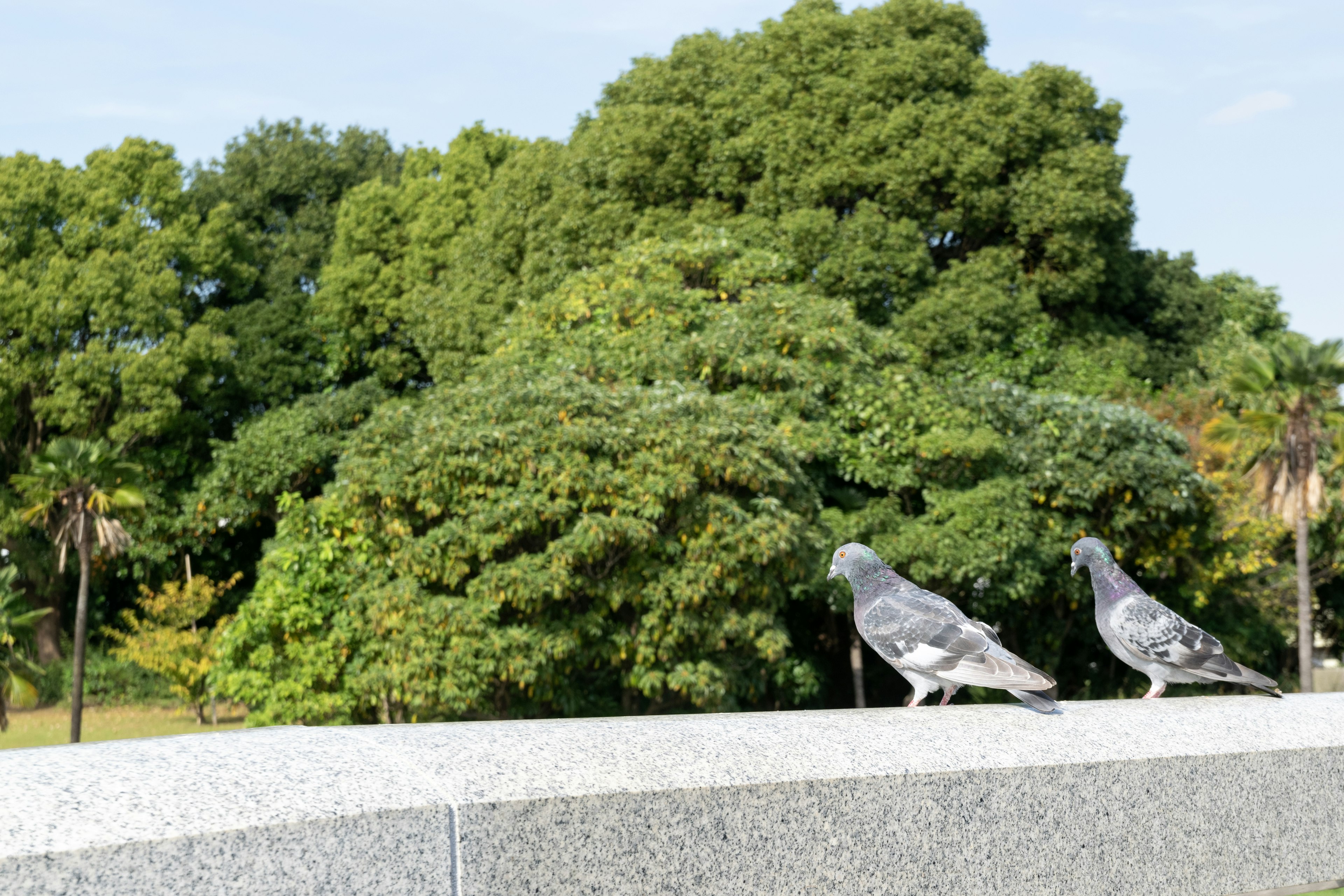 Two pigeons standing in front of lush green trees