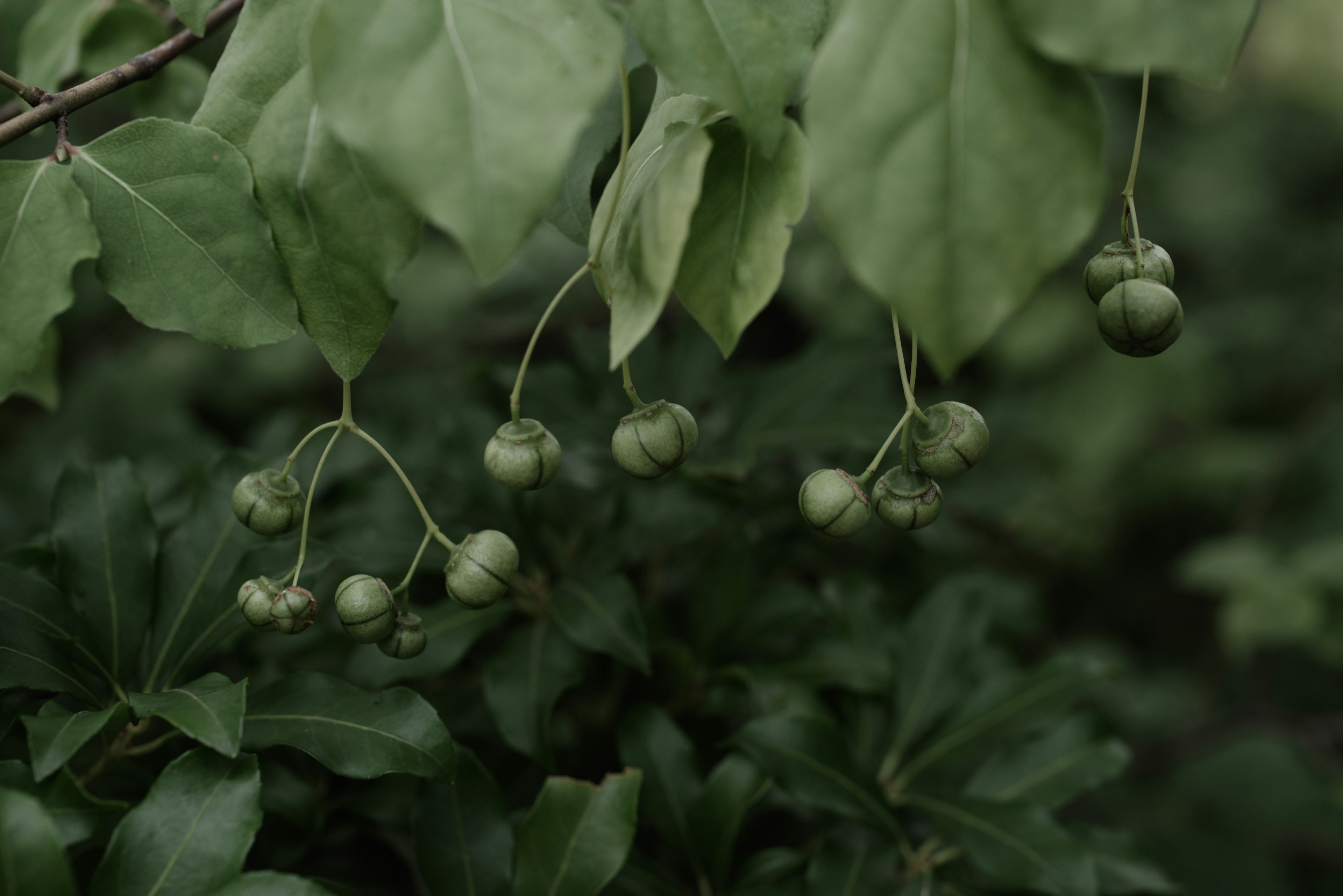 Primer plano de una planta con frutos verdes y hojas