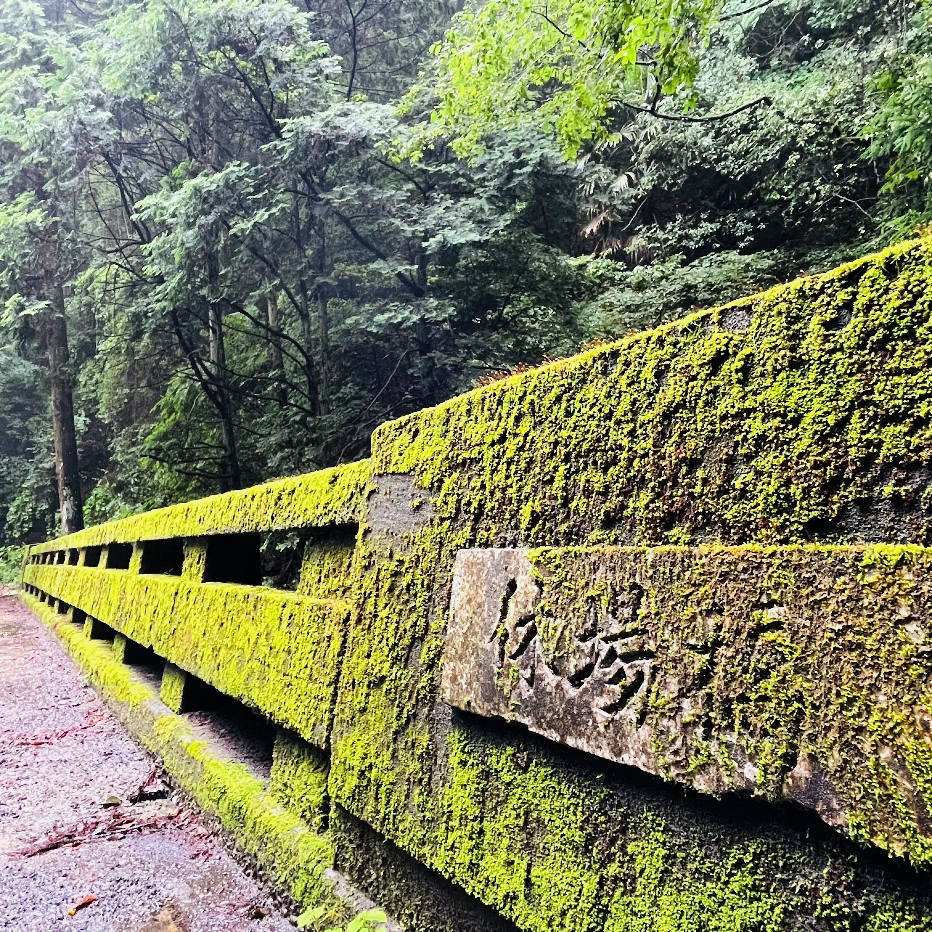 Muro di pietra coperto di muschio verde circondato da una foresta lussureggiante