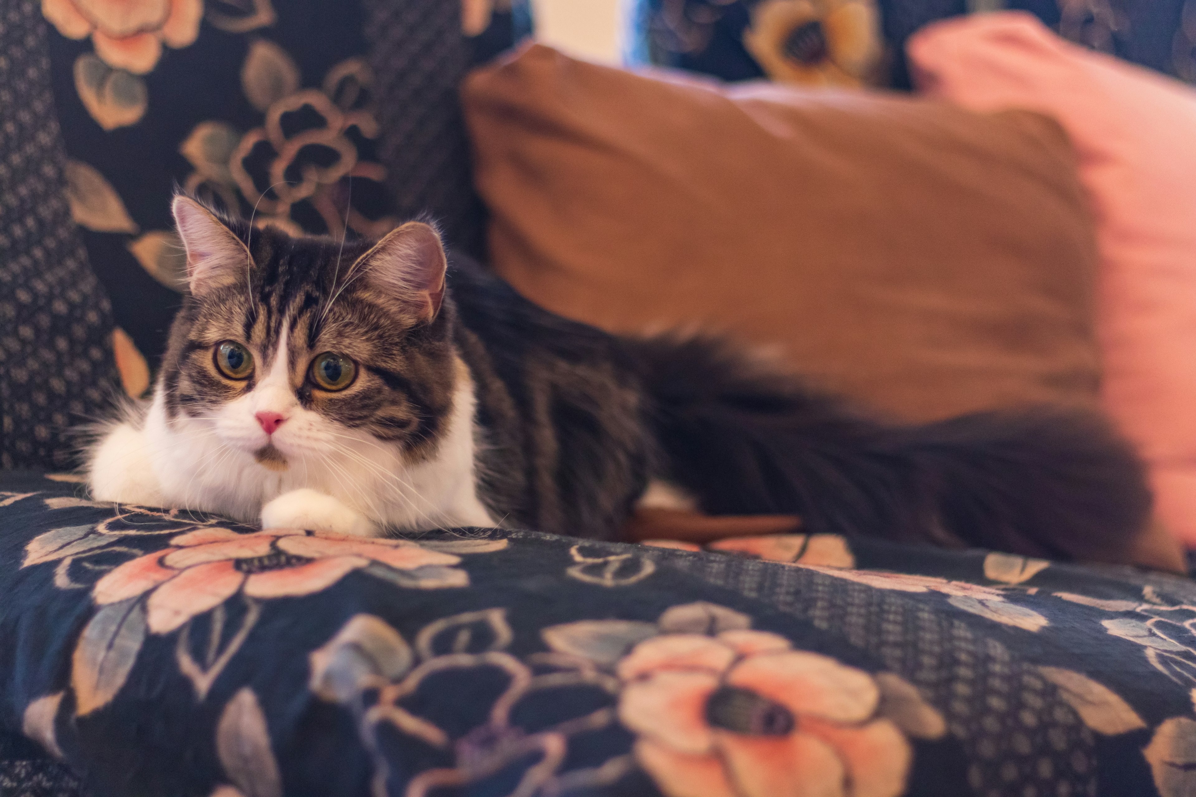 Chat se prélassant sur un canapé à motif floral avec des coussins doux