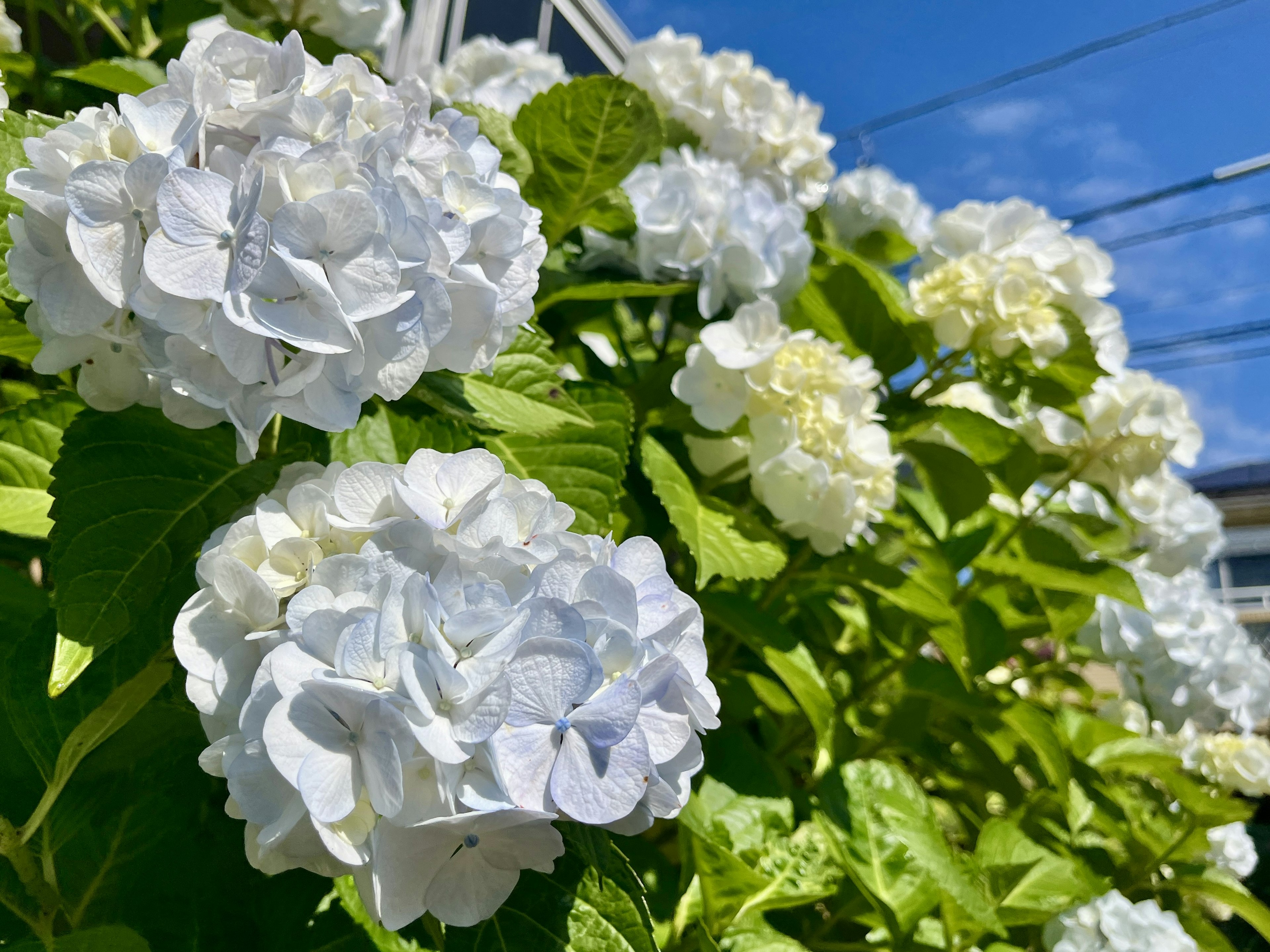 青空の下で咲く白いアジサイの花