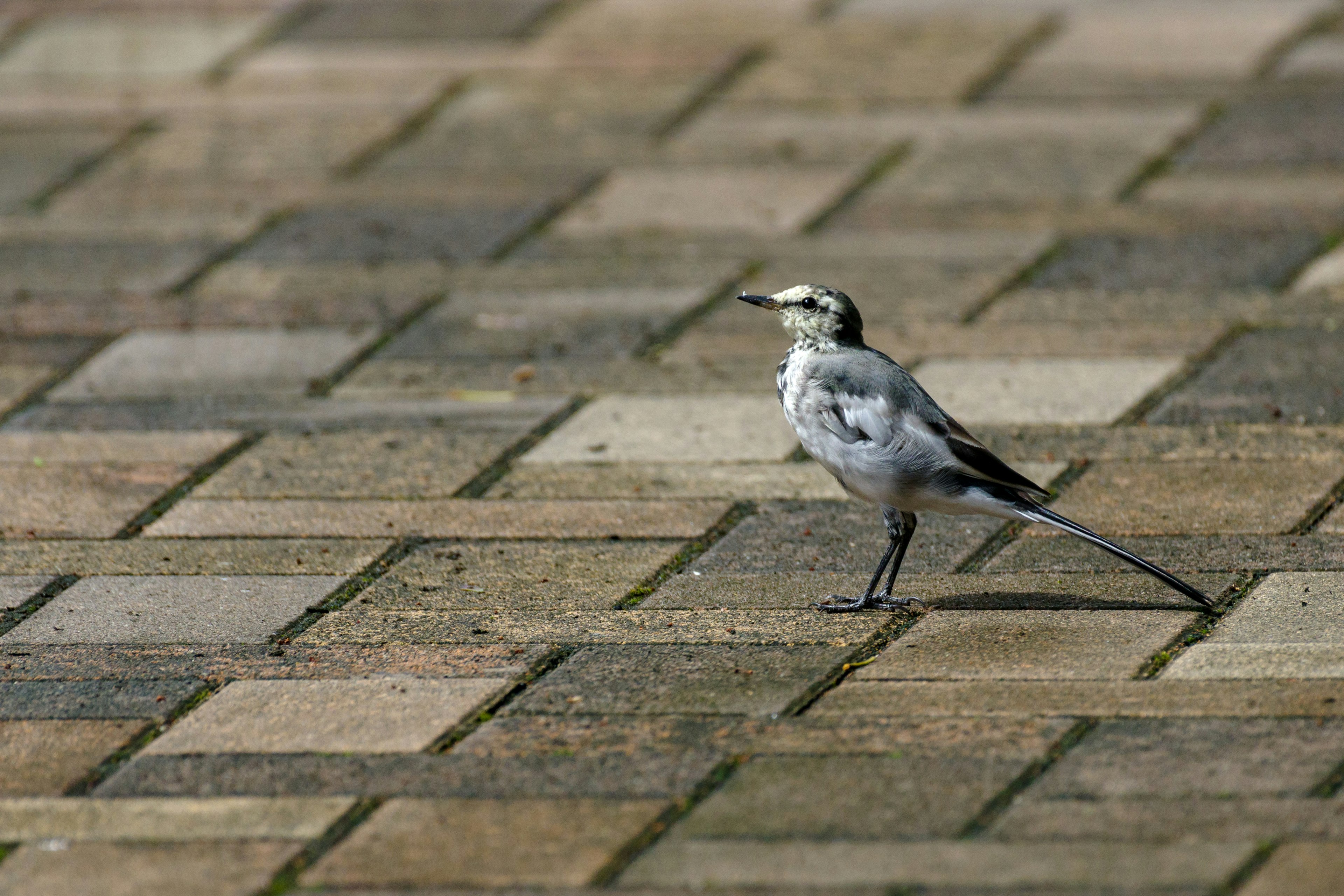 Seekor burung kecil hitam putih berdiri di atas permukaan paving yang indah